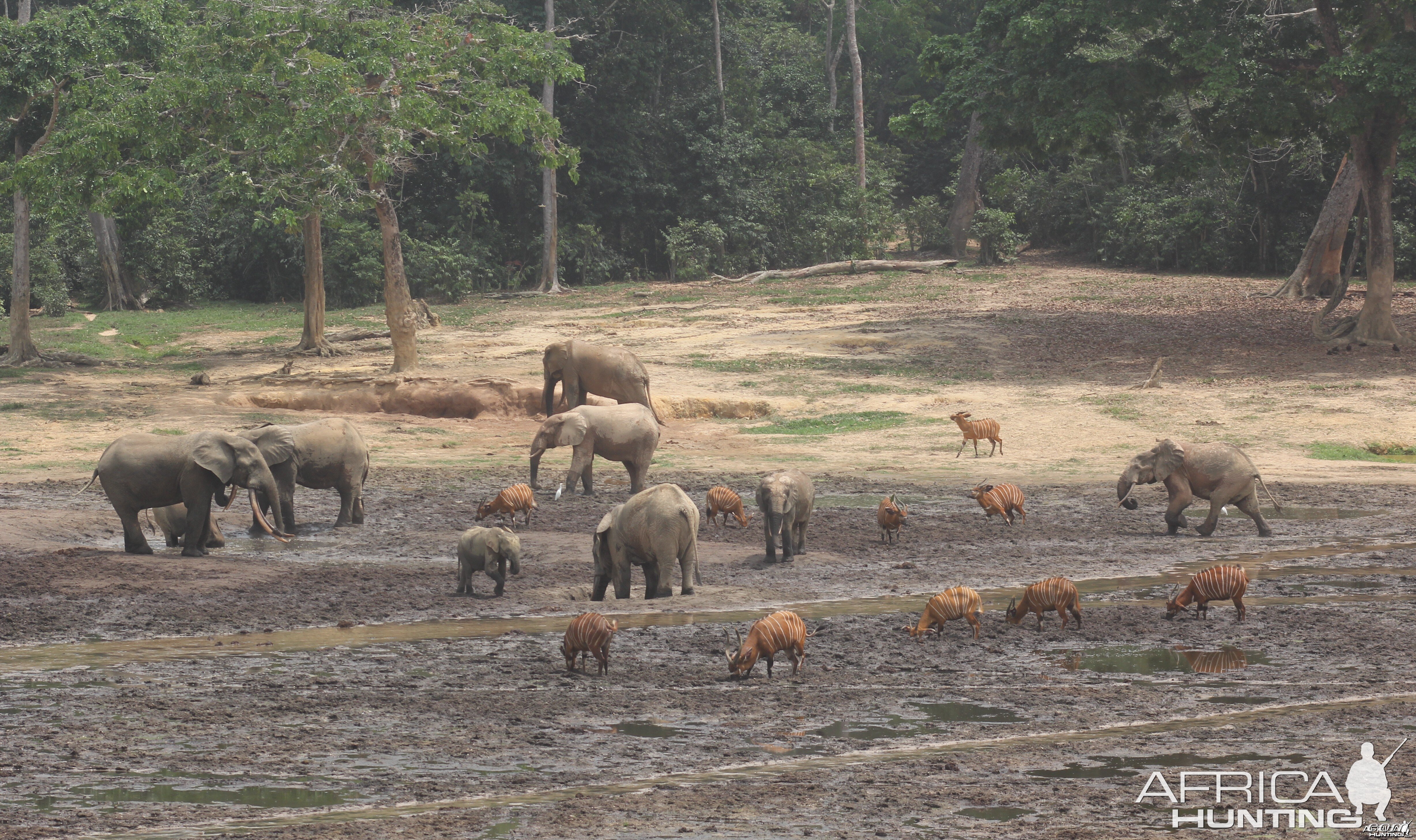 Forest Elephant and Bongo