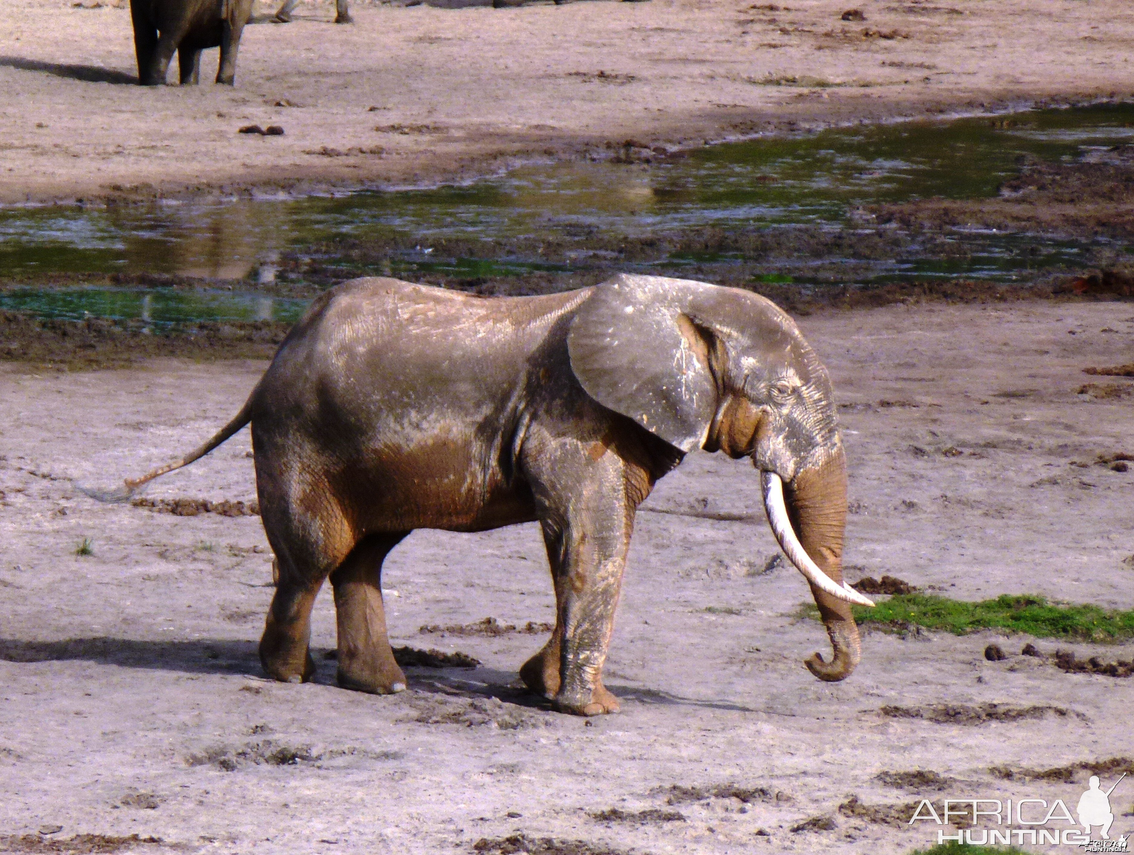 Forest Elephant in CAR