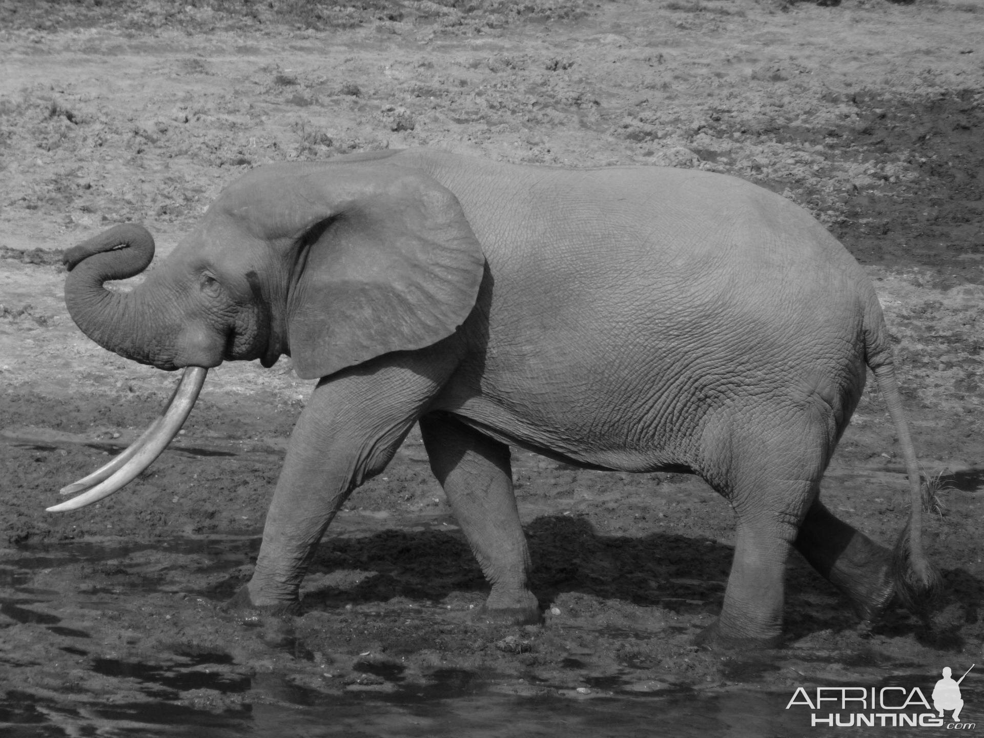 Forest Elephant