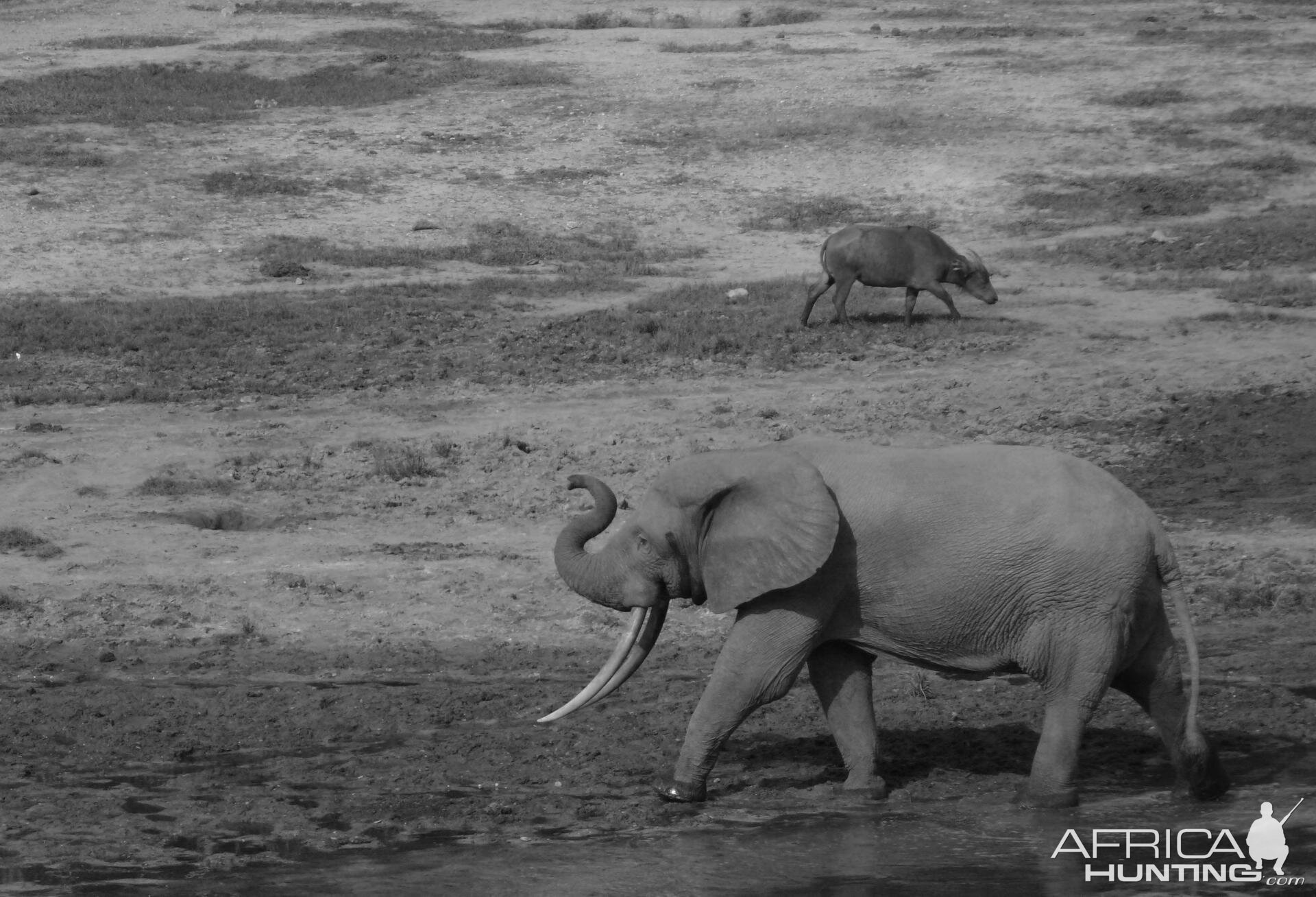 Forest Elephant