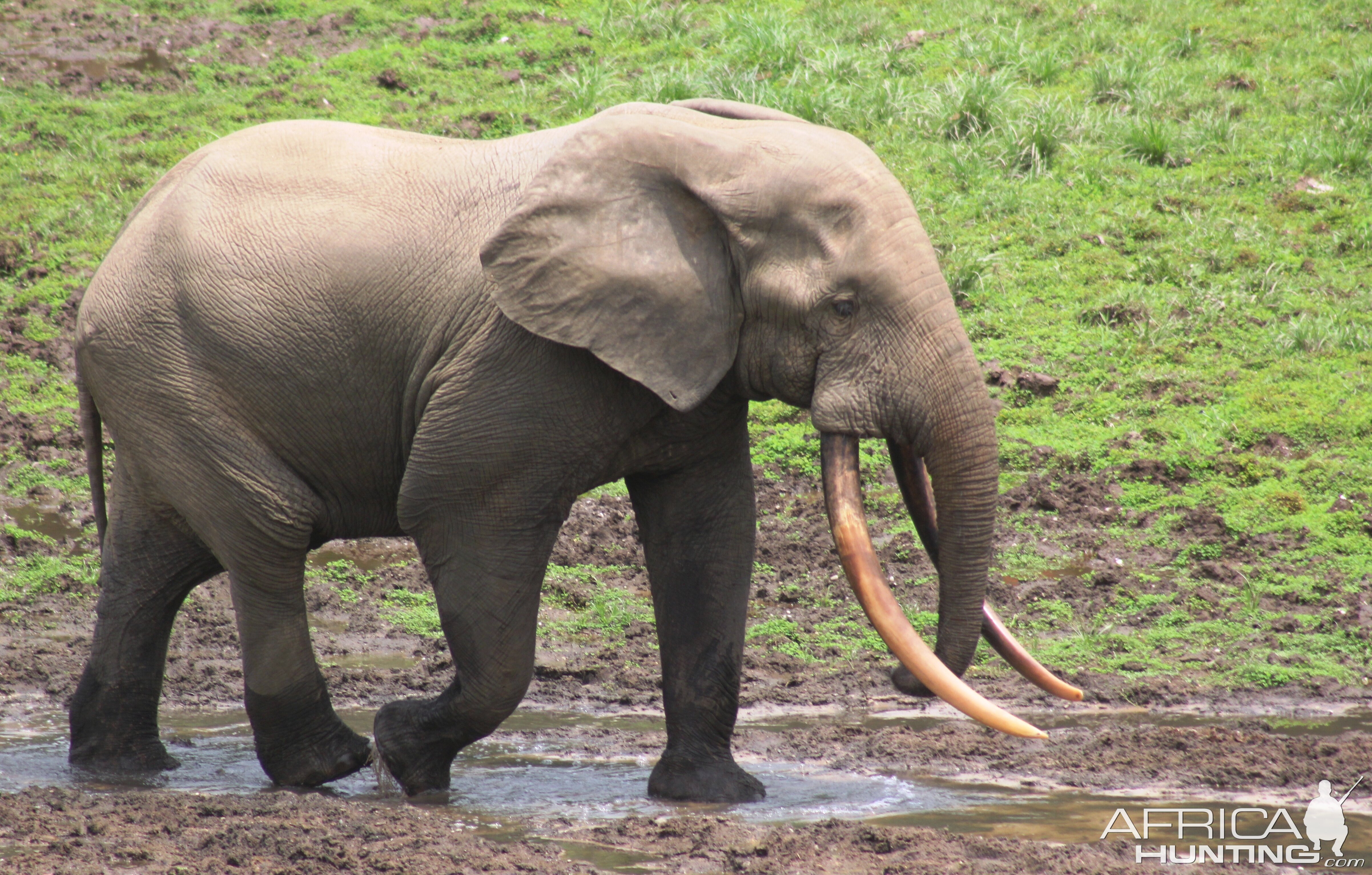 Forest Elephant