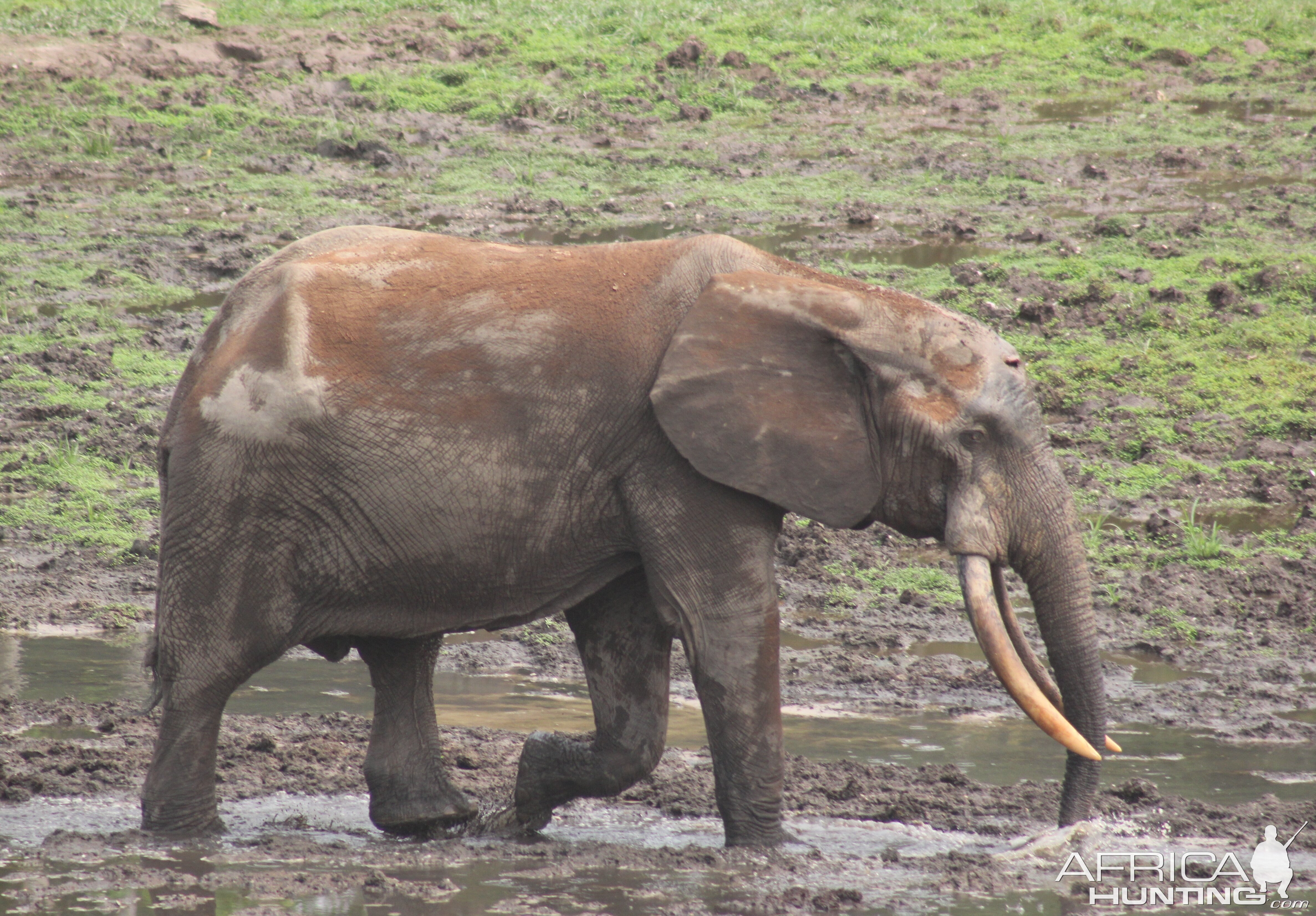 Forest Elephant