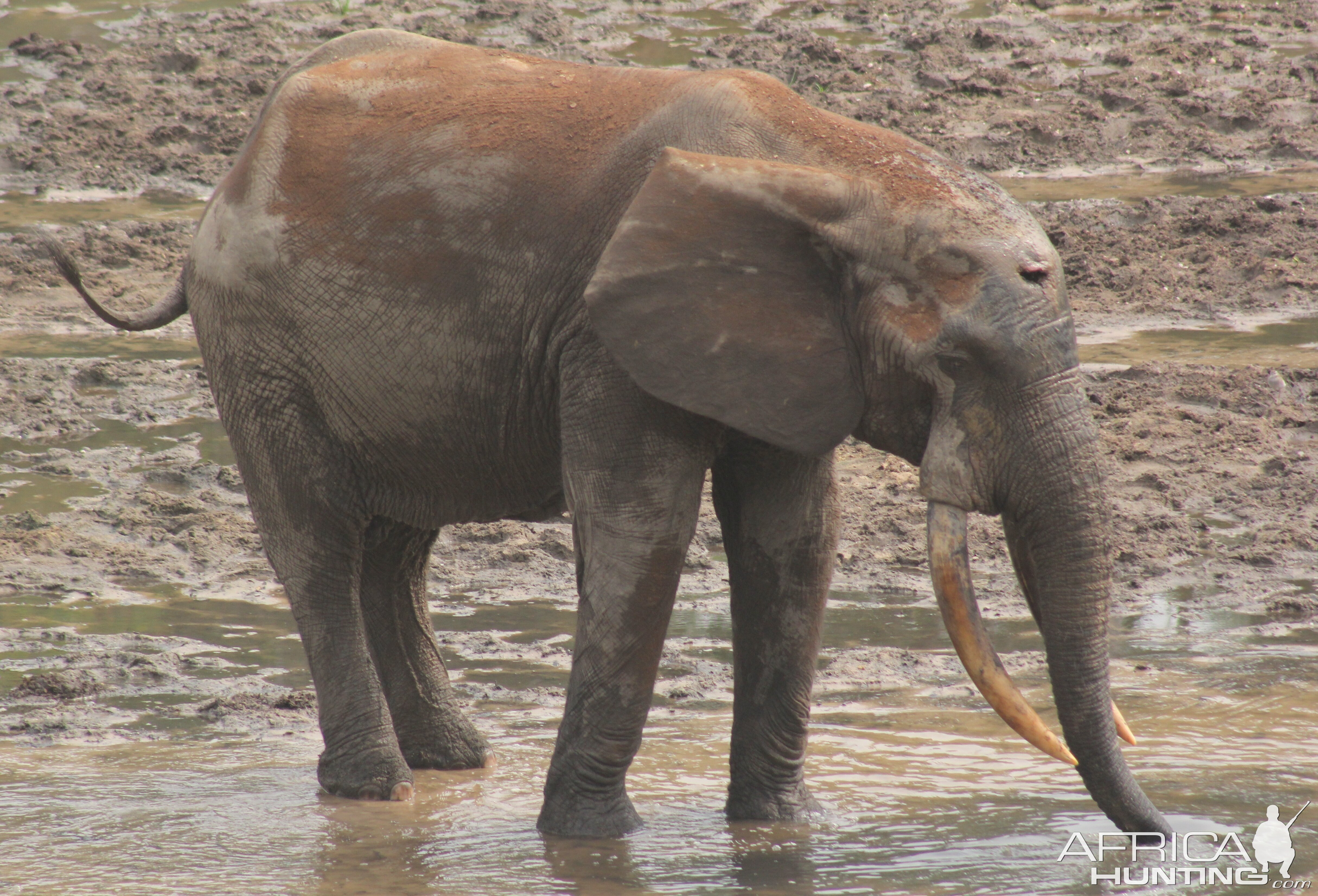 Forest Elephant