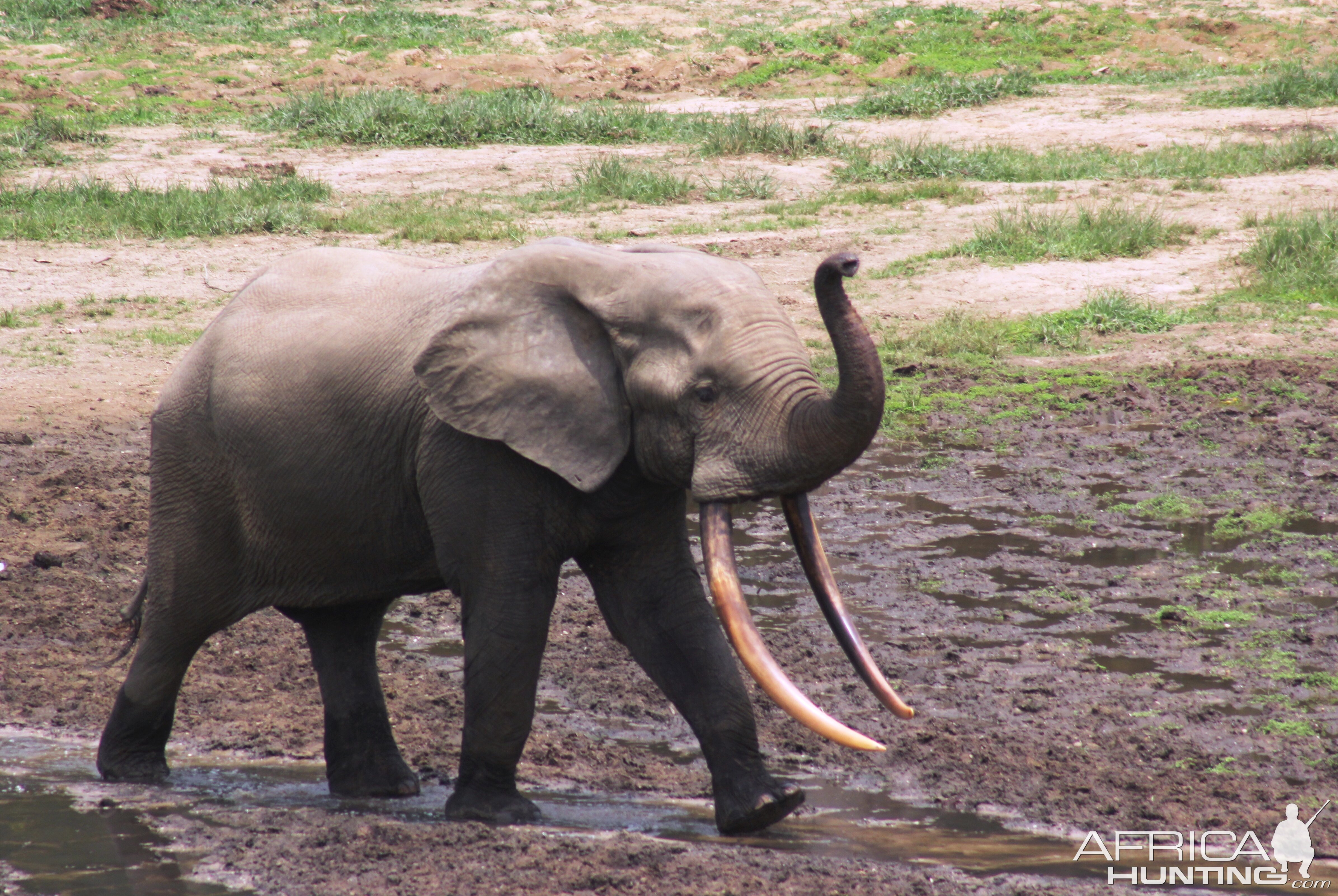 Forest Elephant