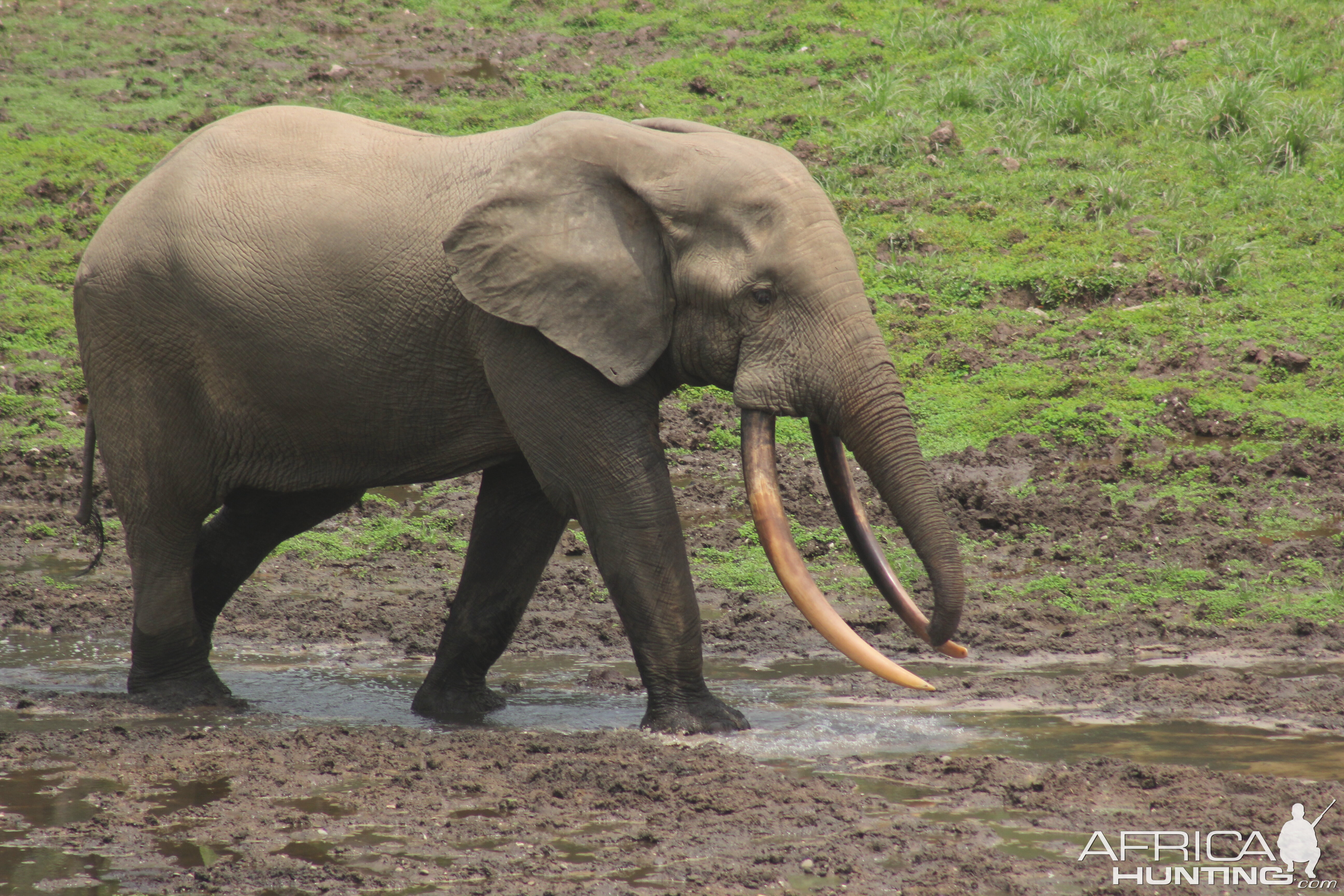 Forest Elephant