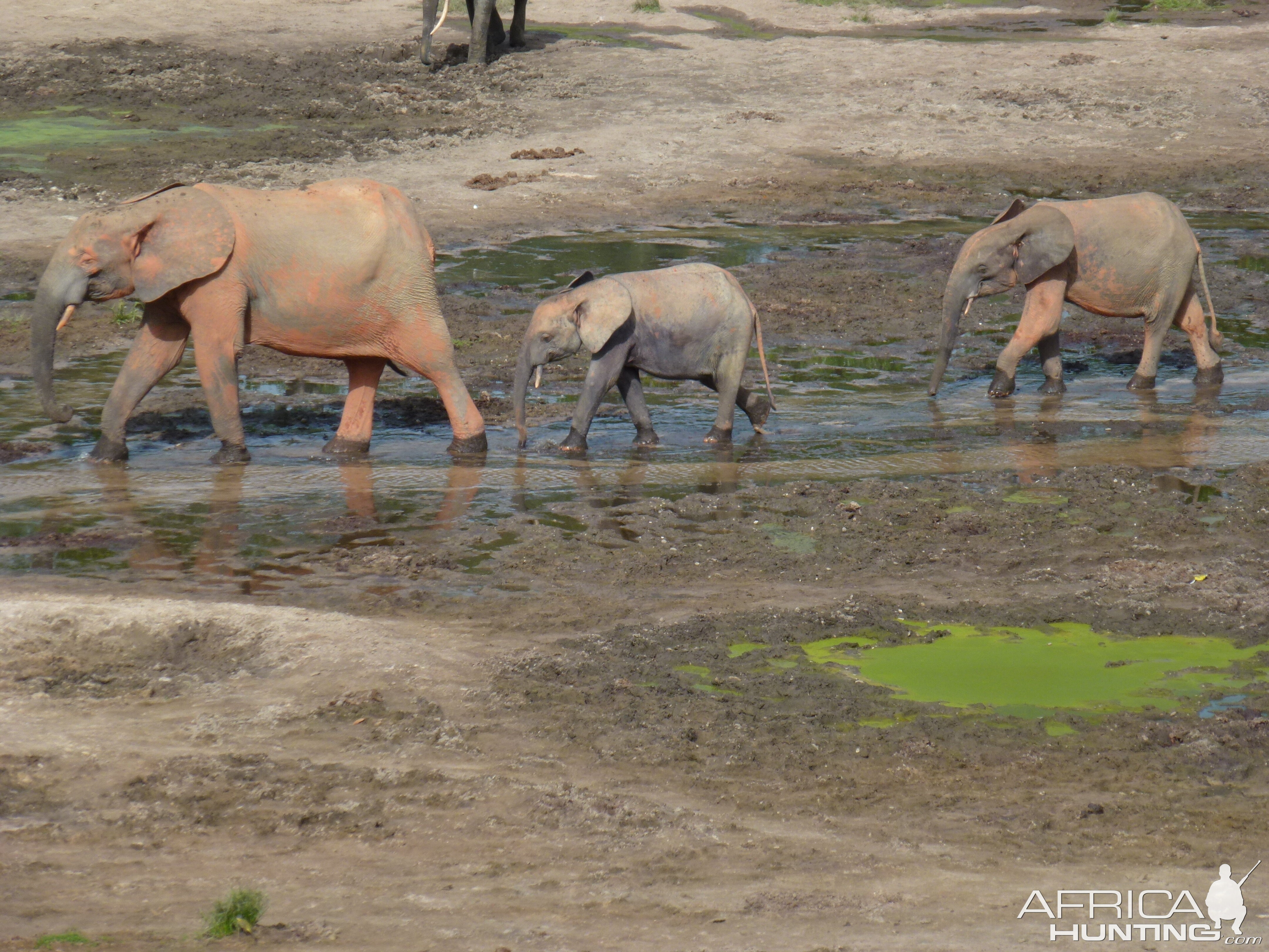 Forest Elephants in CAR