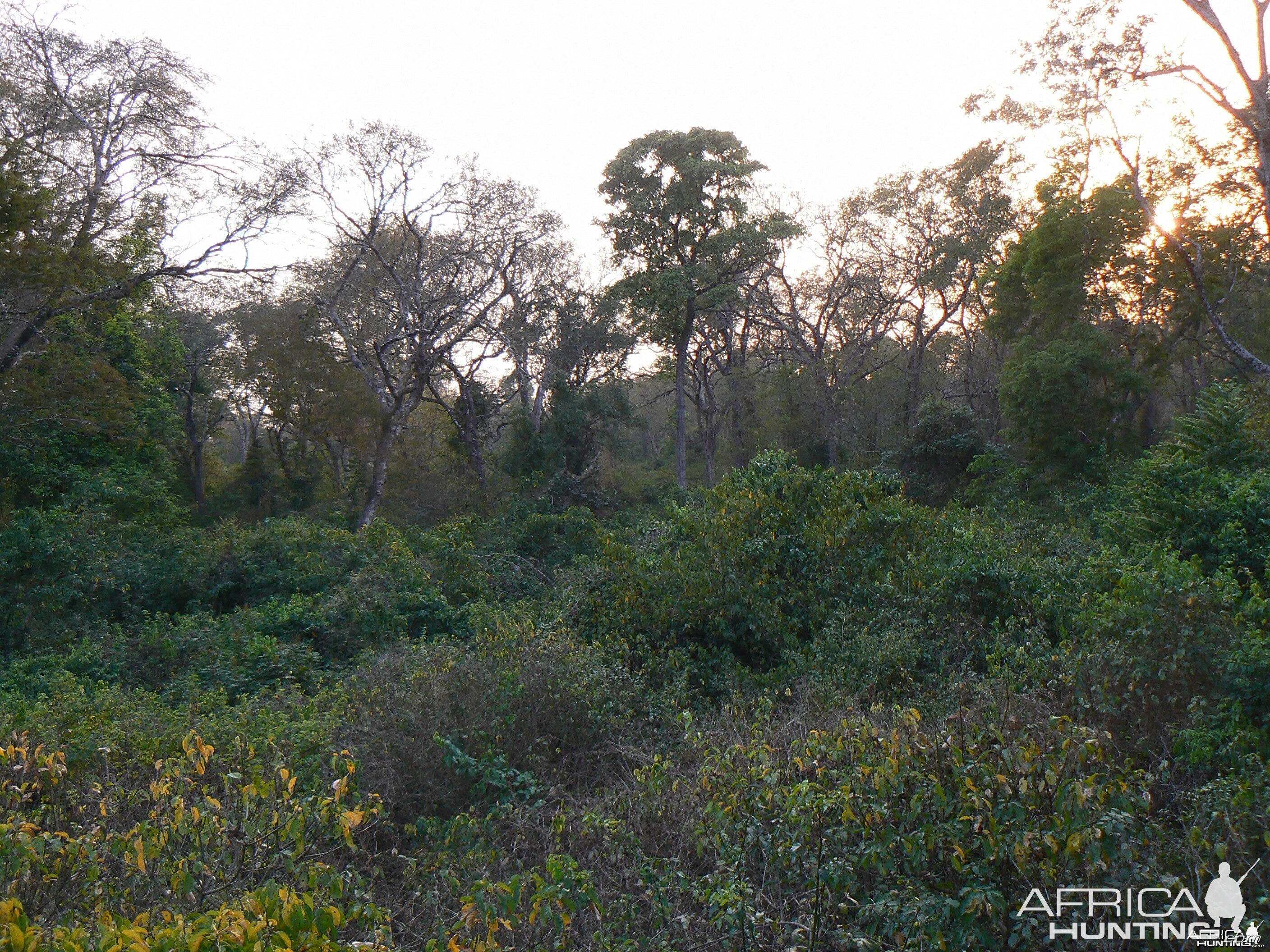 Forest of Central African Republic