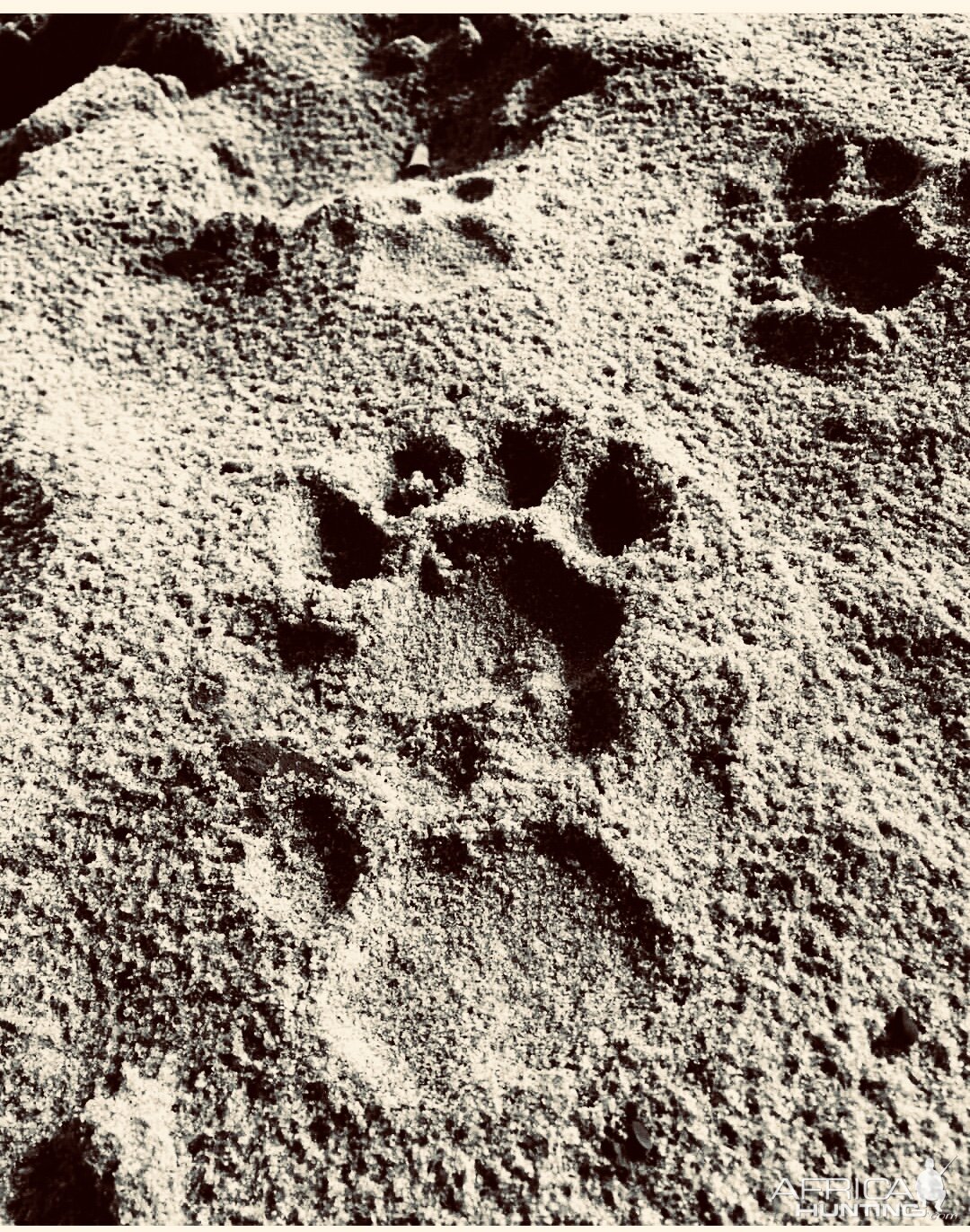 panther tracks