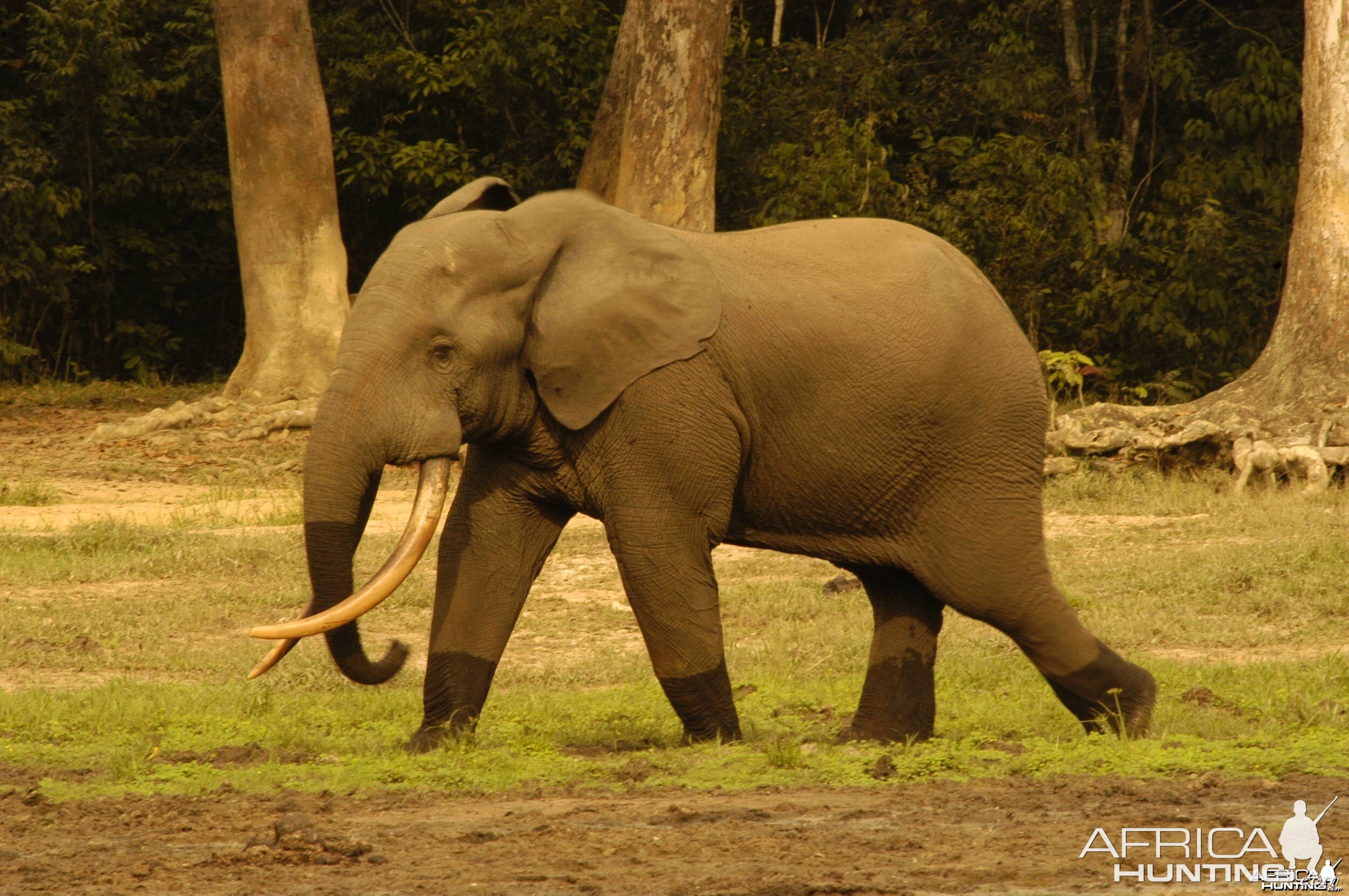 Forest tusker