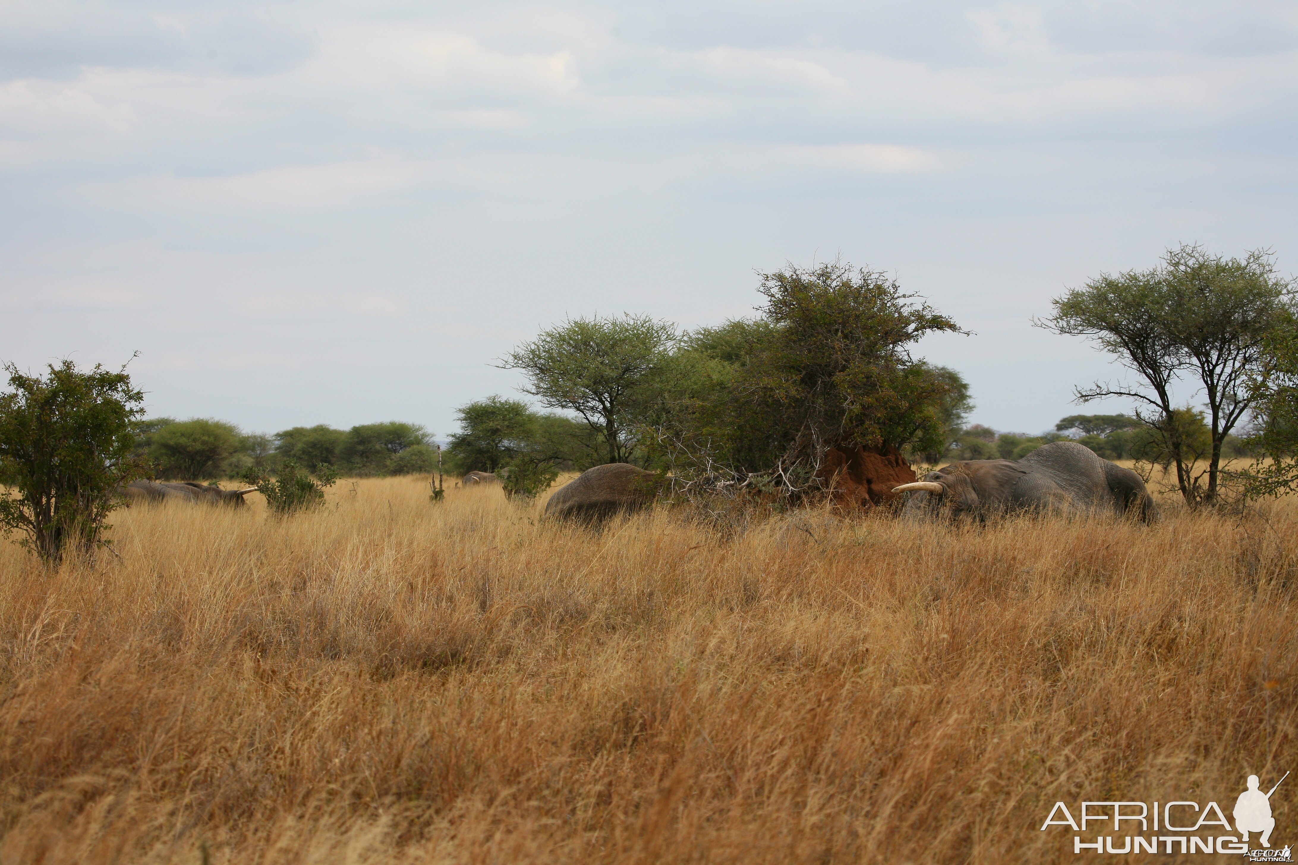 Four Elephant sleeping... Tanzania