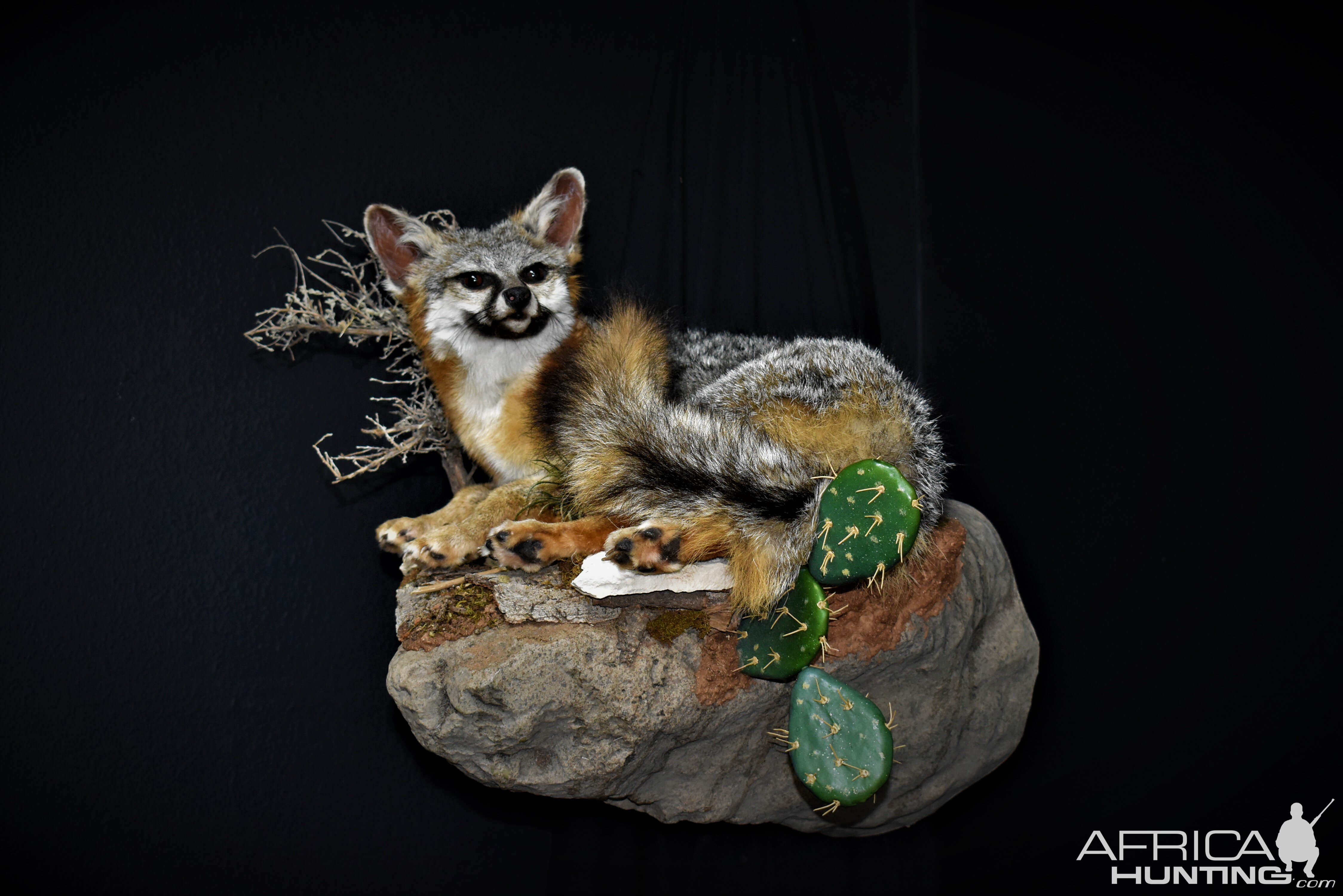 Fox Full Mount Taxidermy