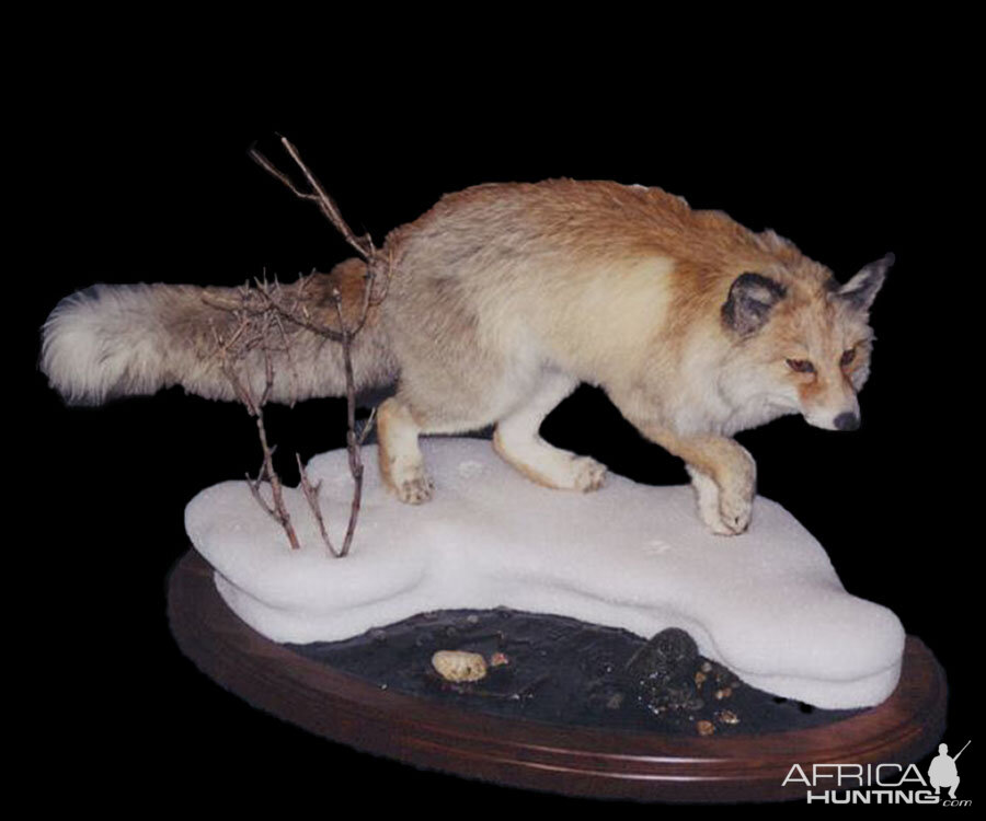 Fox Full Mount Taxidermy