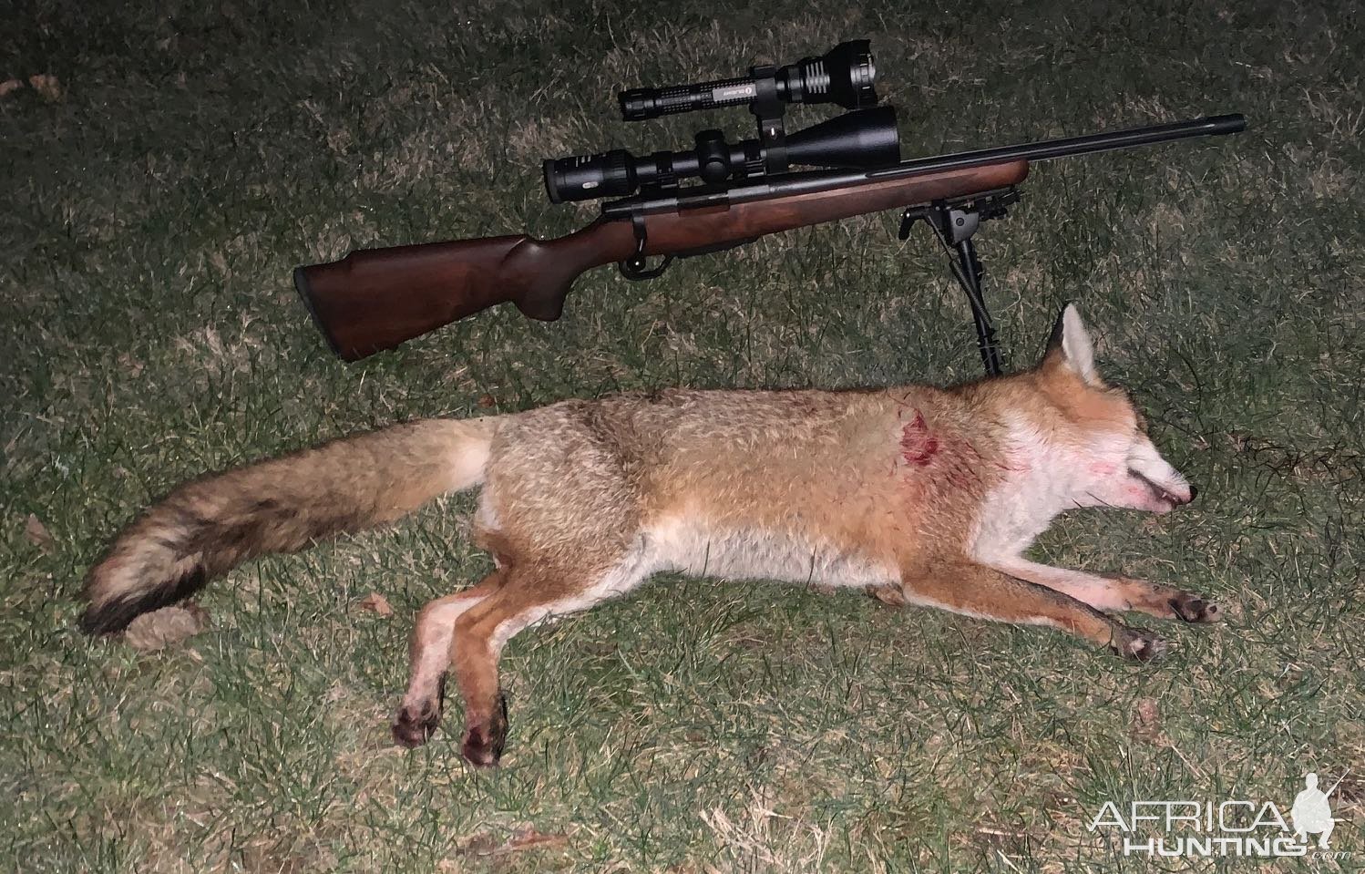 Fox Hunting Australia