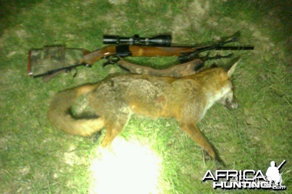 fox shot with a 220 swift