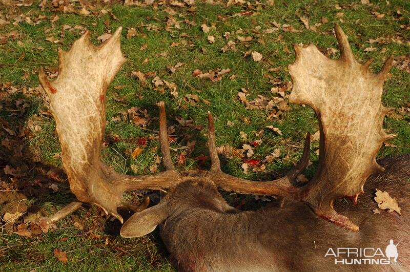 France Hunt Fallow Deer