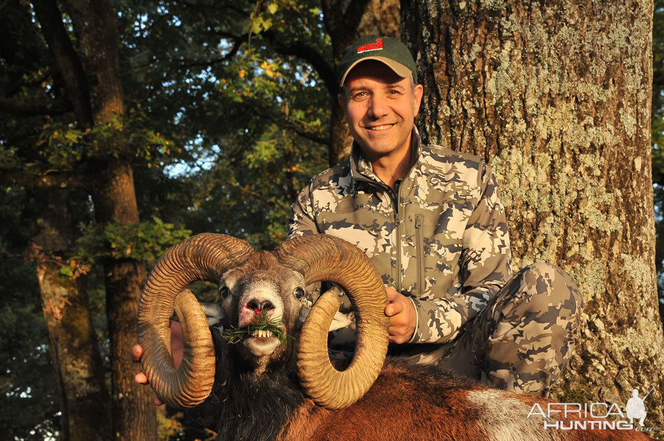 France Hunt Mouflon