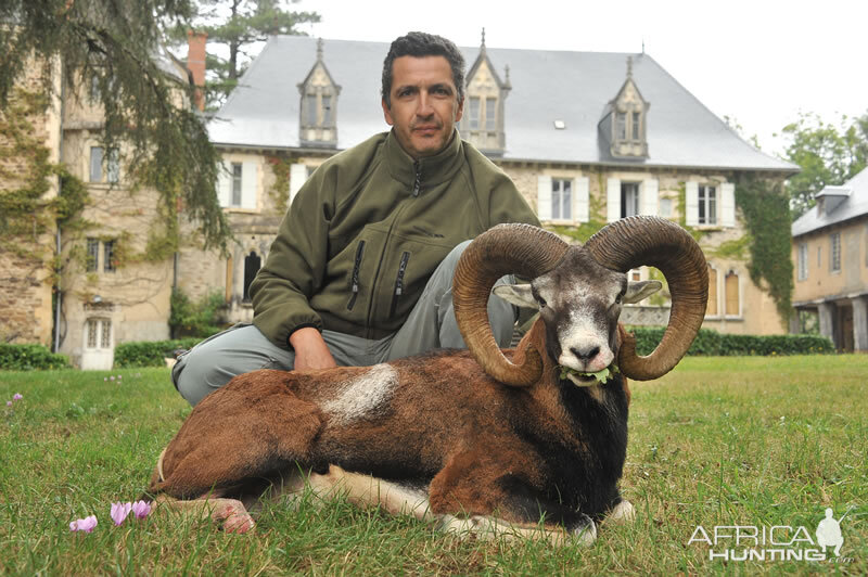 France Hunting Mouflon