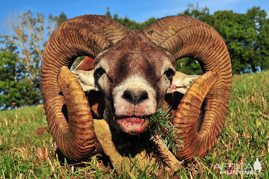 France Hunting Mouflon