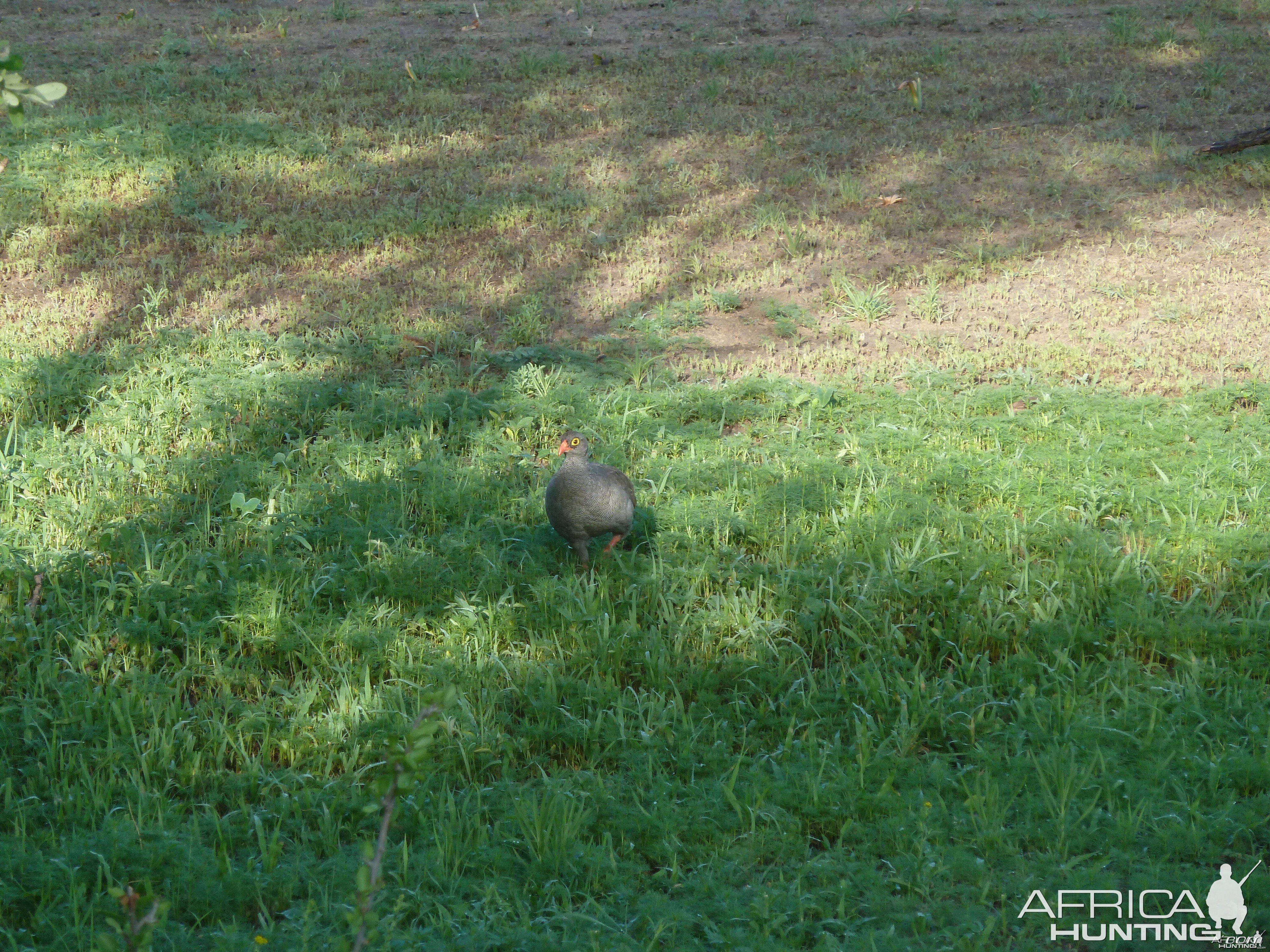 Francolin Namibia