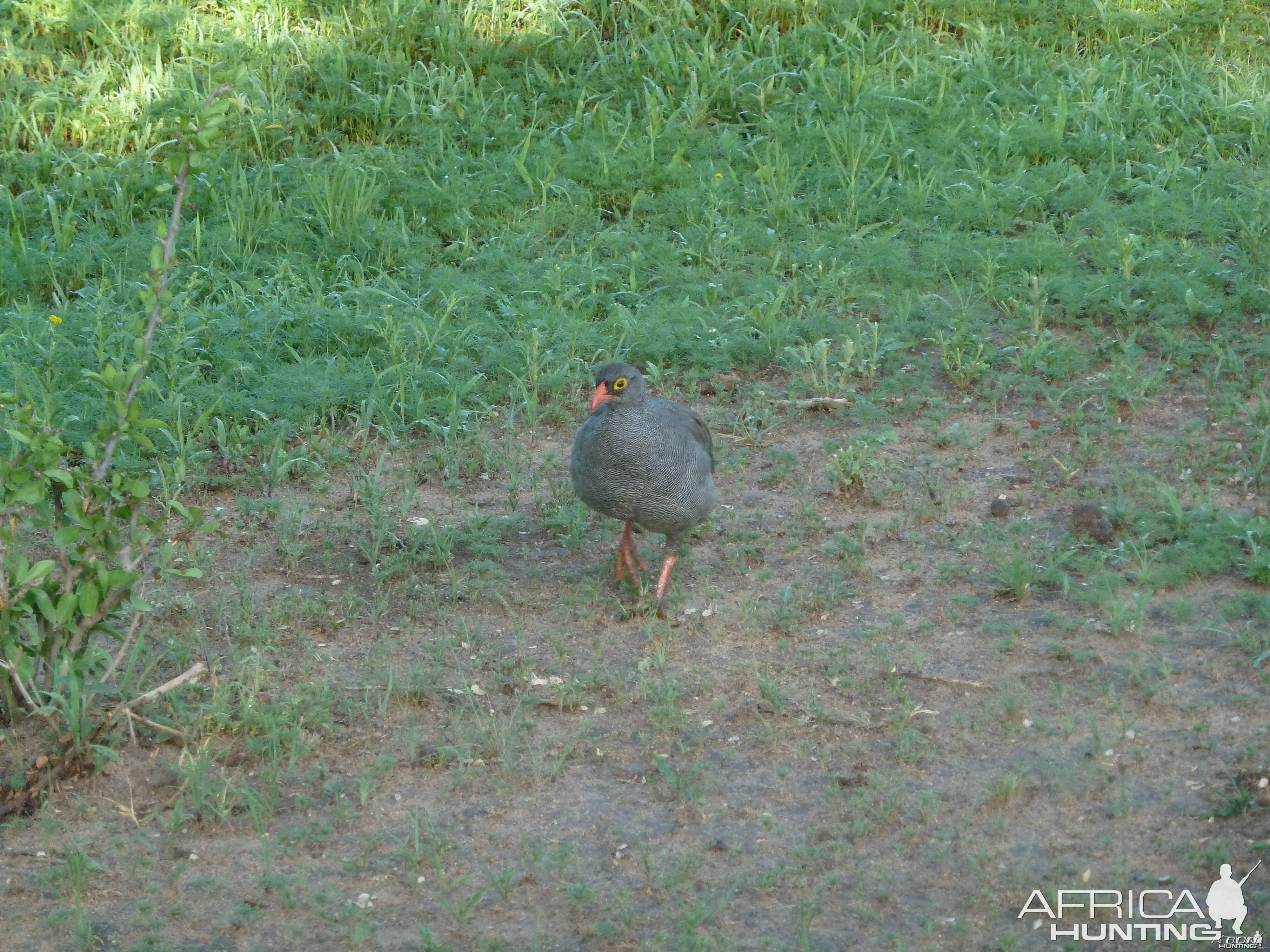 Francolin Namibia