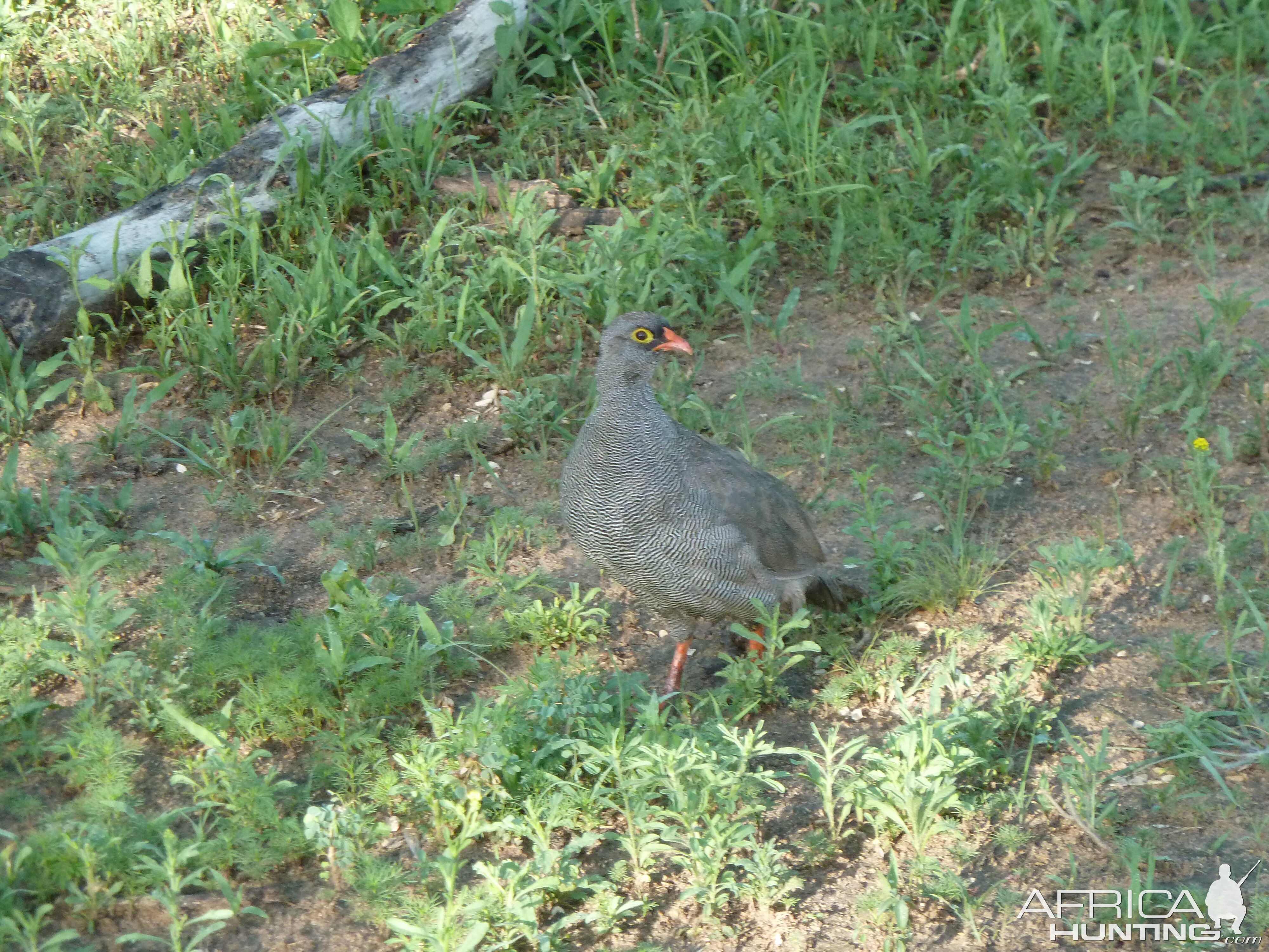 Francolin Namibia