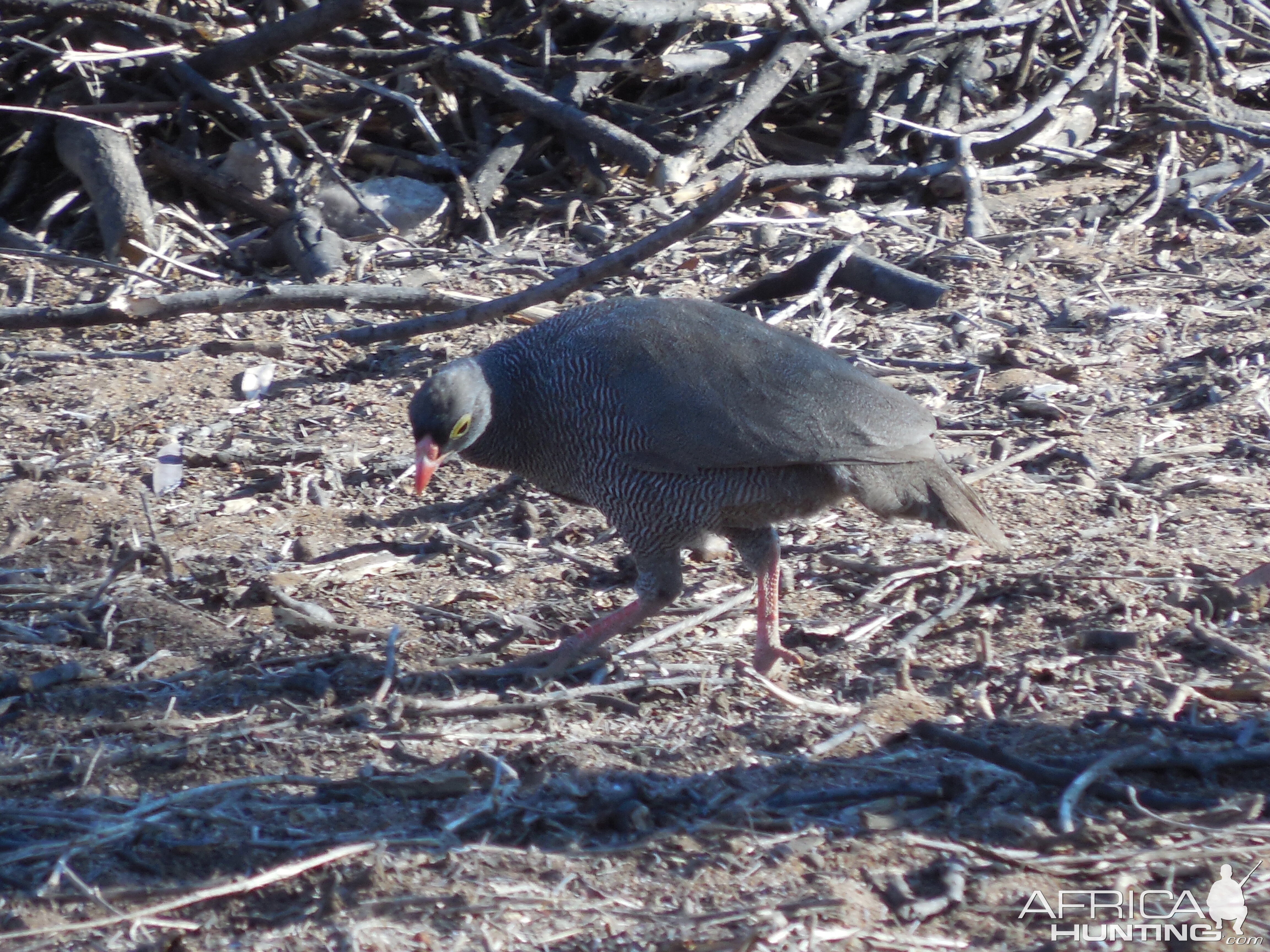 Francolin Namibia