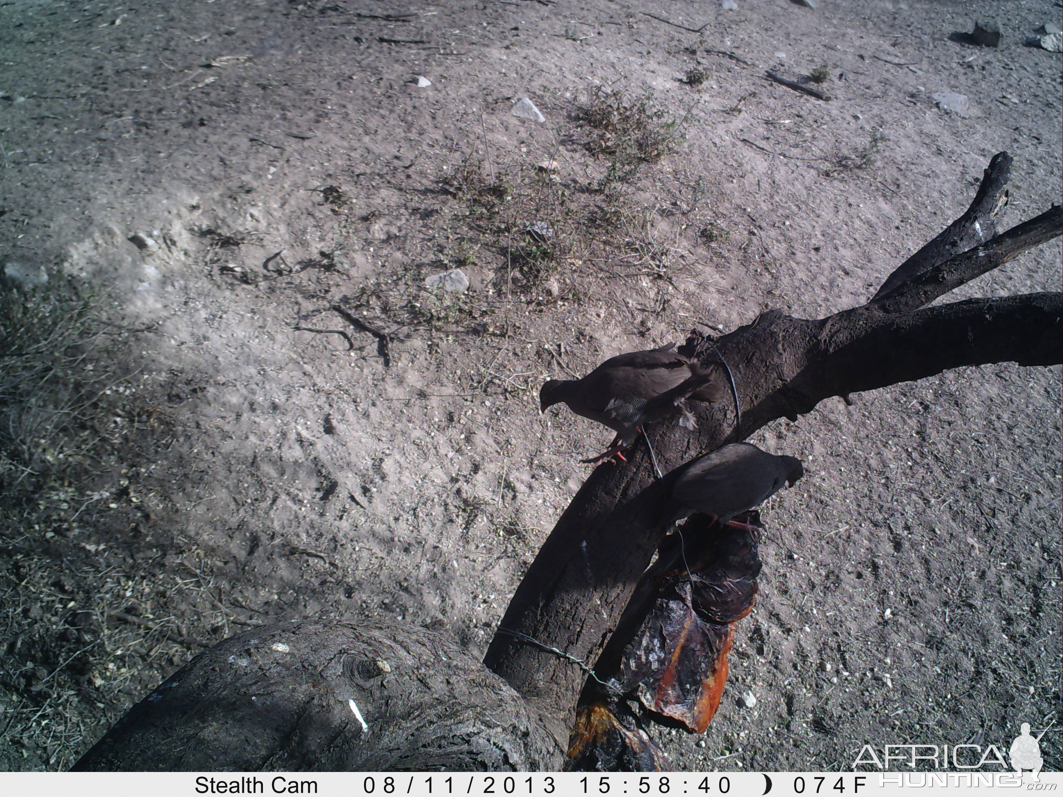 Francolin Trail Camera