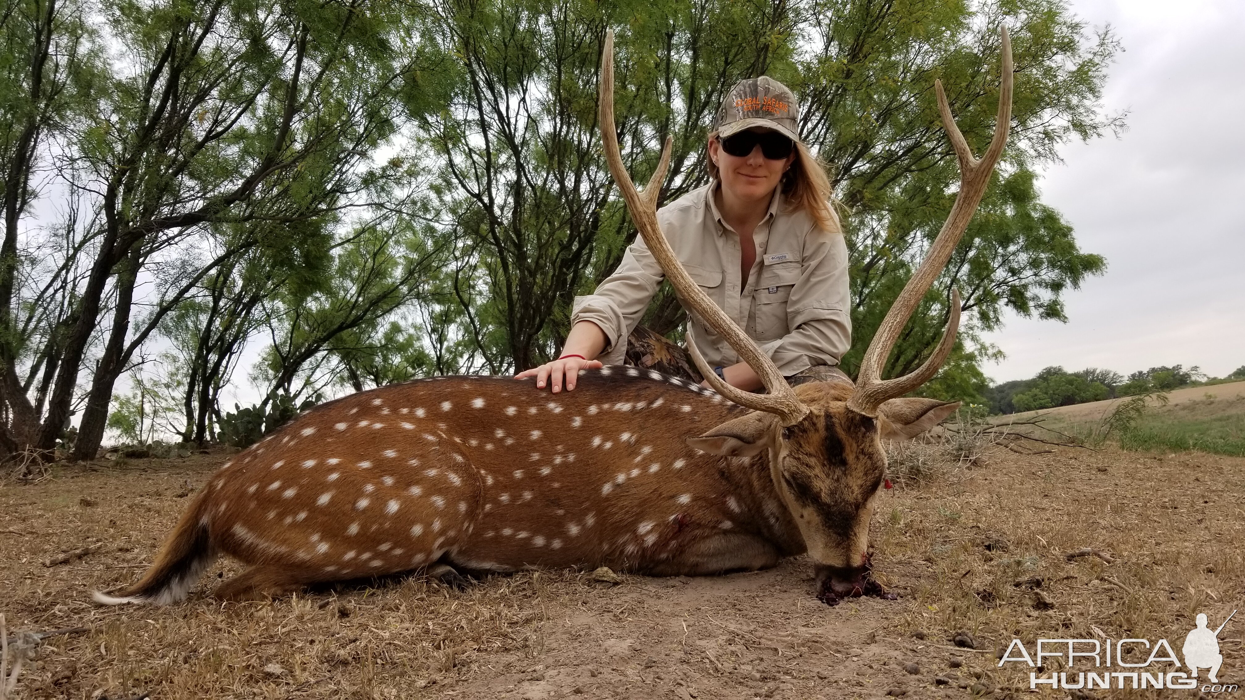 Free Range Axis Deer Hunt in Texas