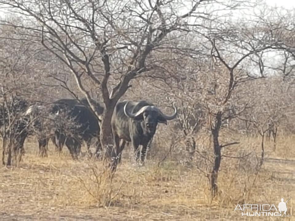 FREE RANGE BUFFALO BULLS