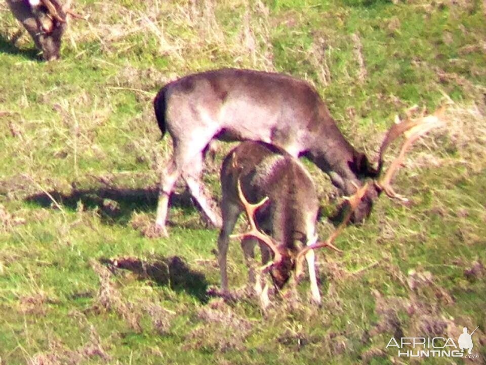 Free Range Fallow Buck