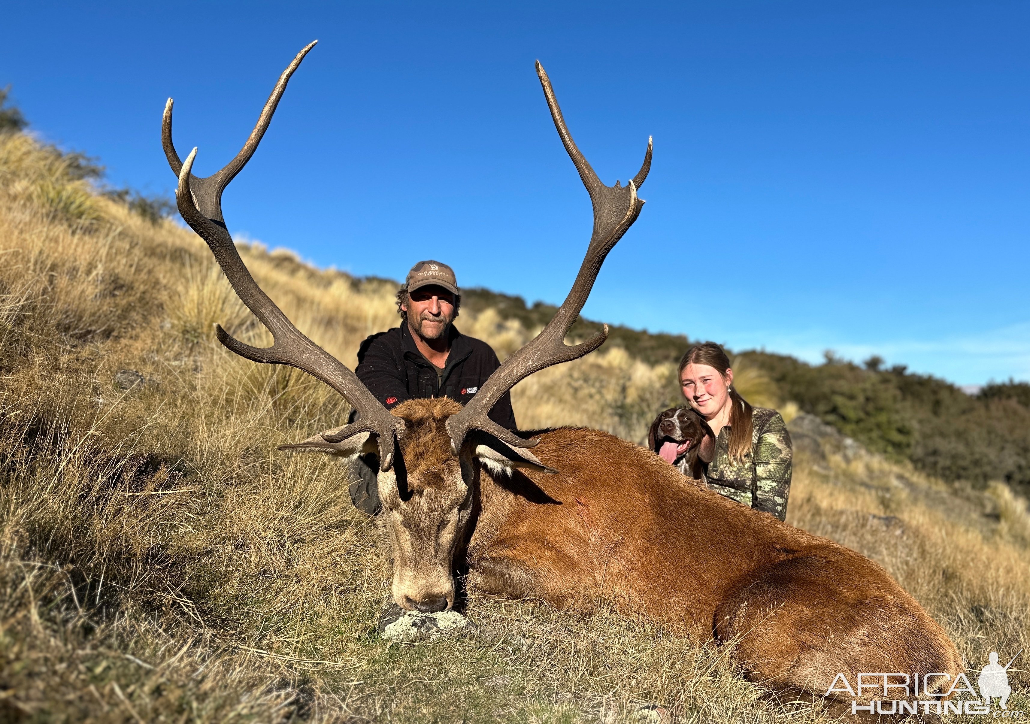 Free range low fence Red Stag- New Zealand