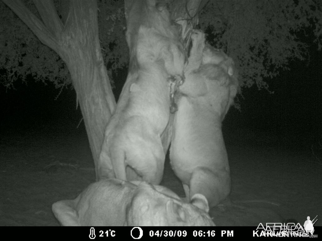 Free range Namibian Lions on bait