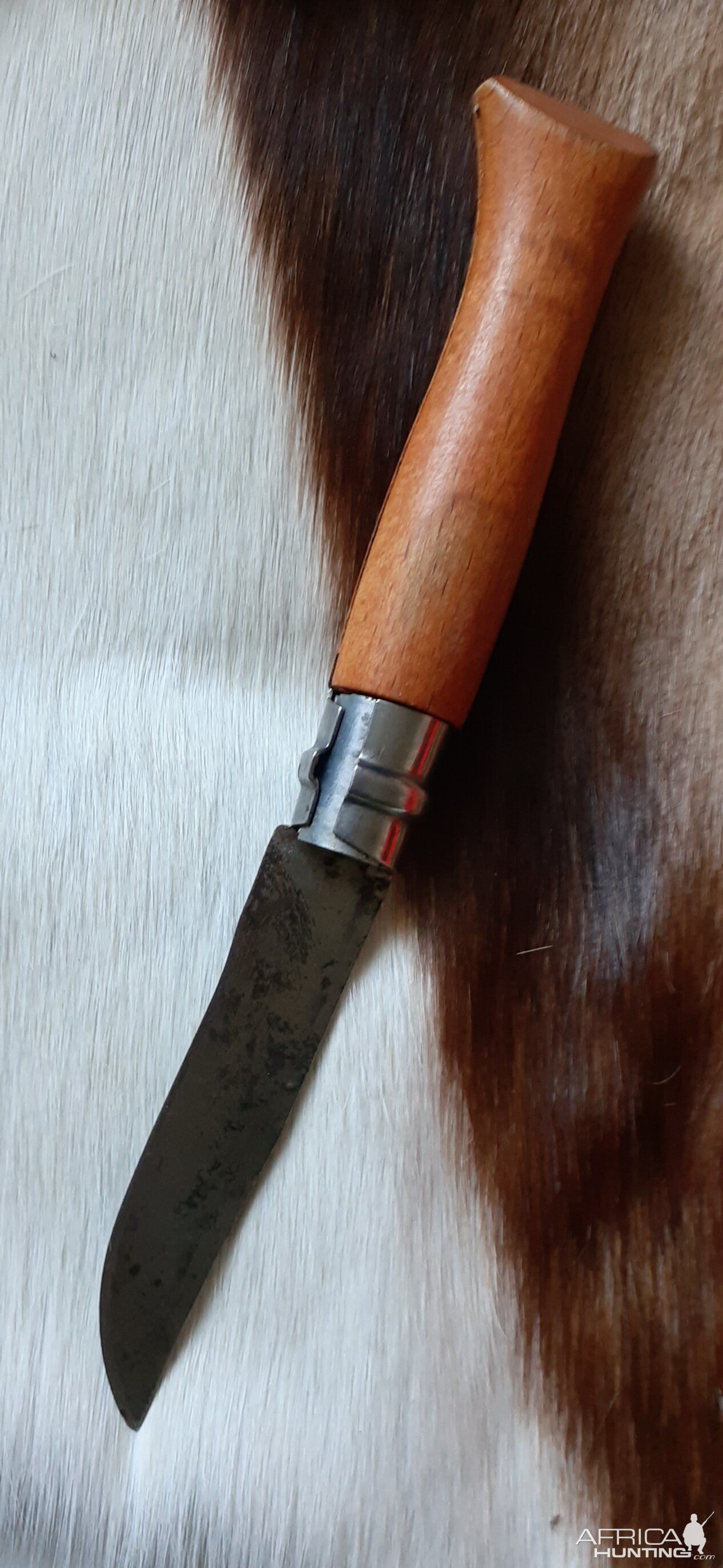 French Opinel carbon folder Knife