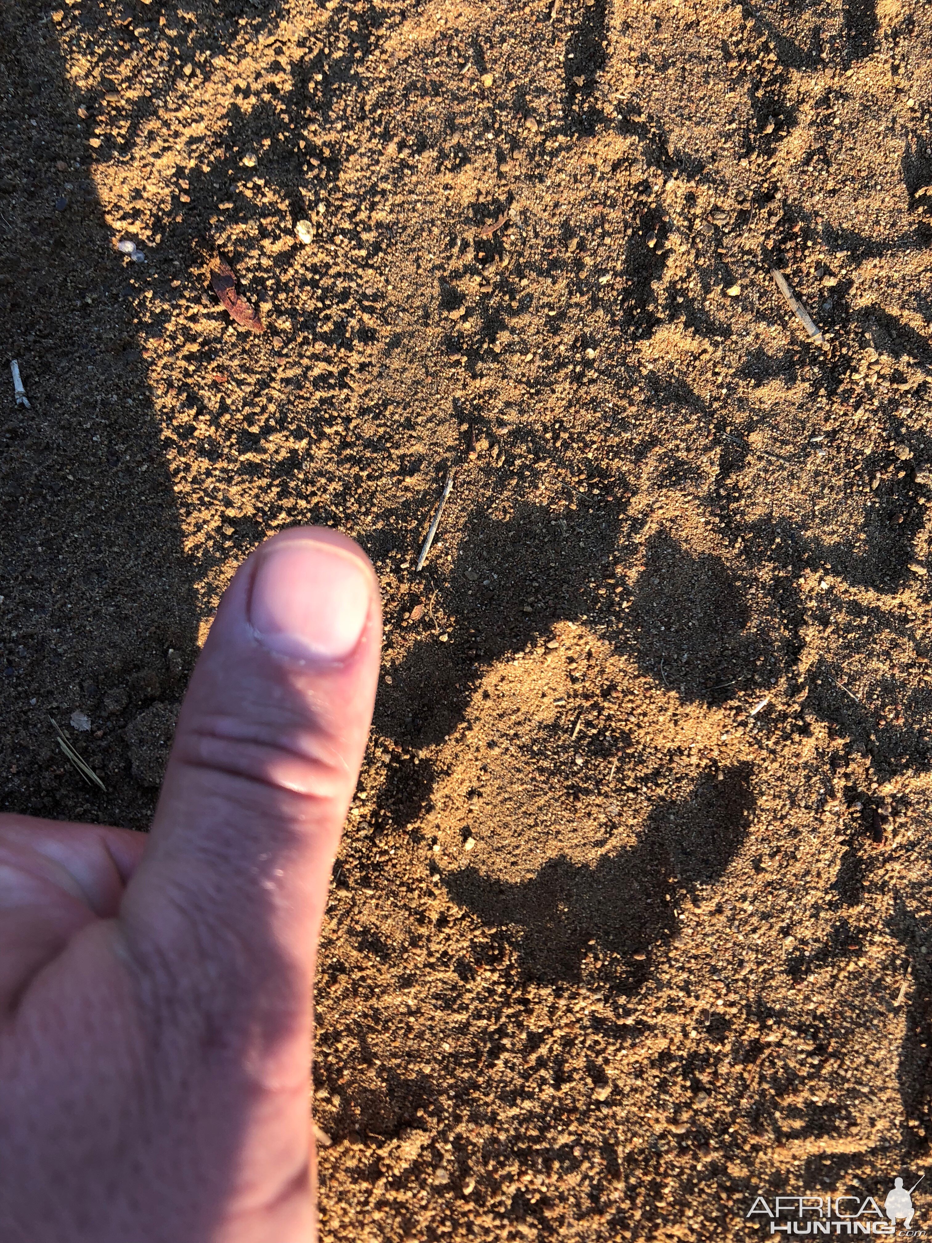 Fresh leopard track on the road Zimbabwe