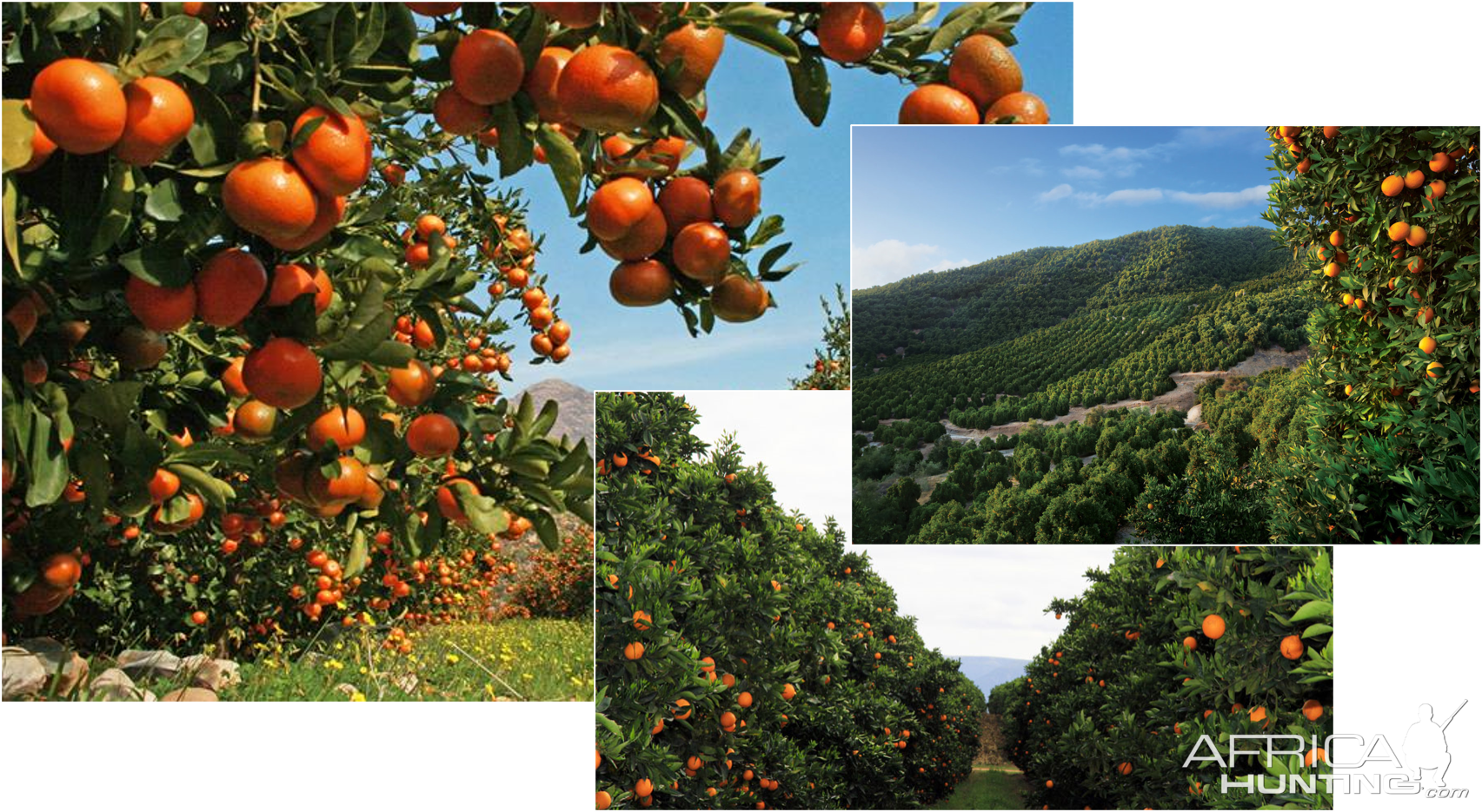 Fruit tress