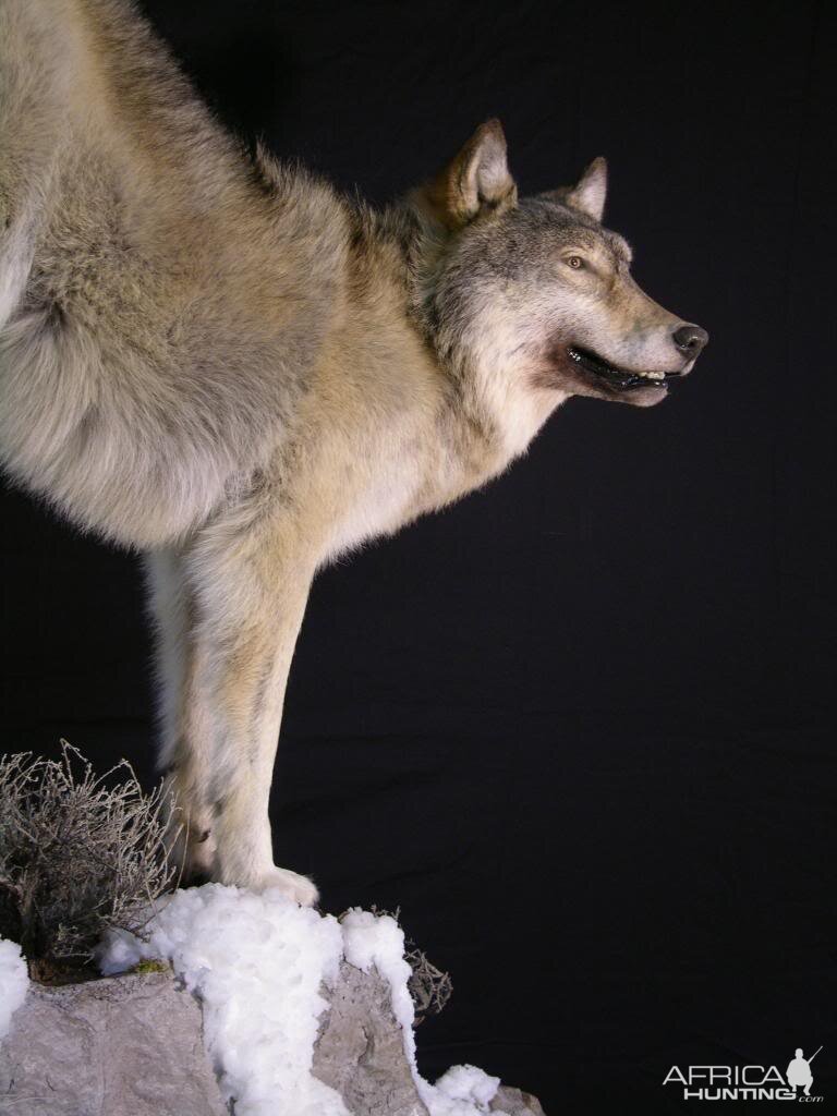 Full Mount Big Wolf Taxidermy