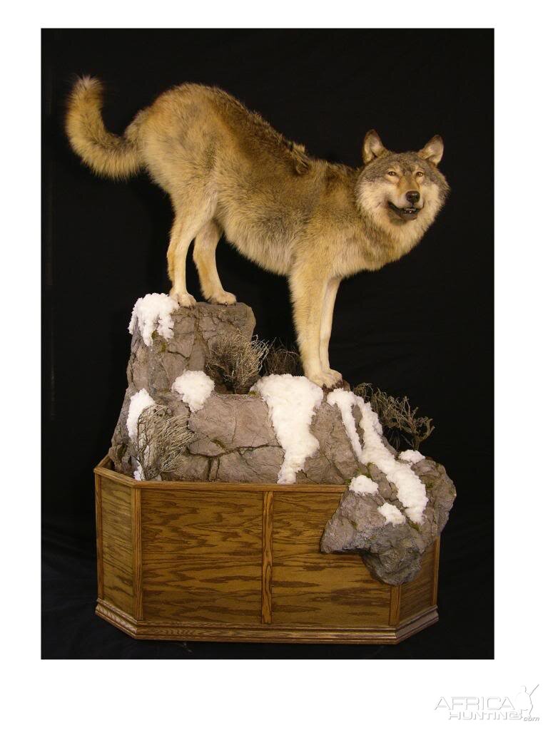 Full Mount Big Wolf Taxidermy