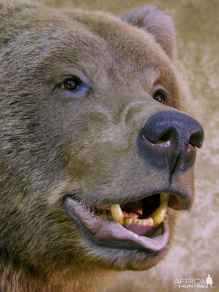 Full Mount Close Up Big Brown Bear Taxidermy