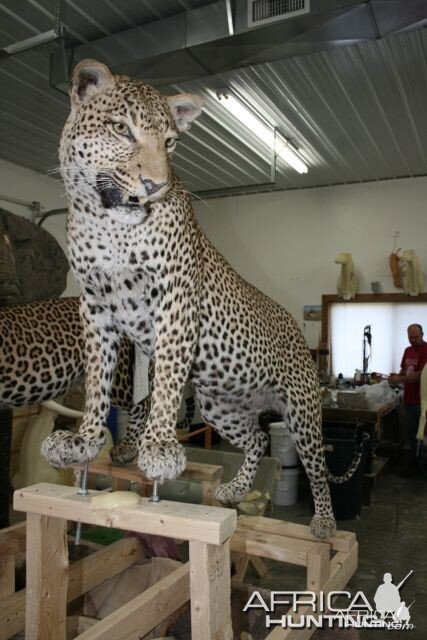 Full mount Leopard