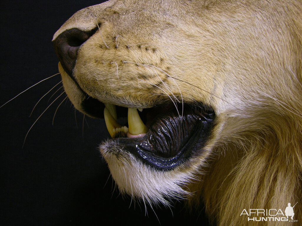 Full Mount Lion Taxidermy Big Zimbabwe Cat