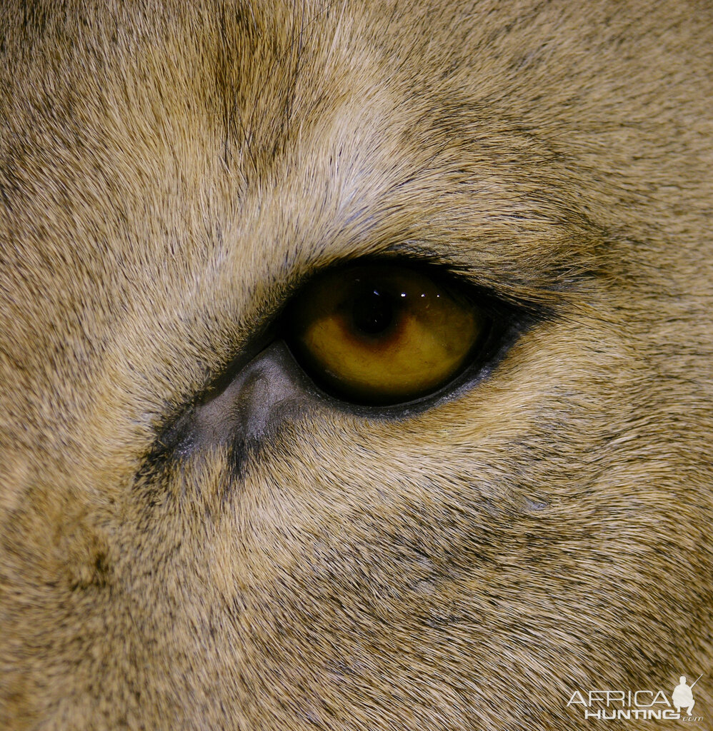 Full Mount Lion Taxidermy Big Zimbabwe Cat