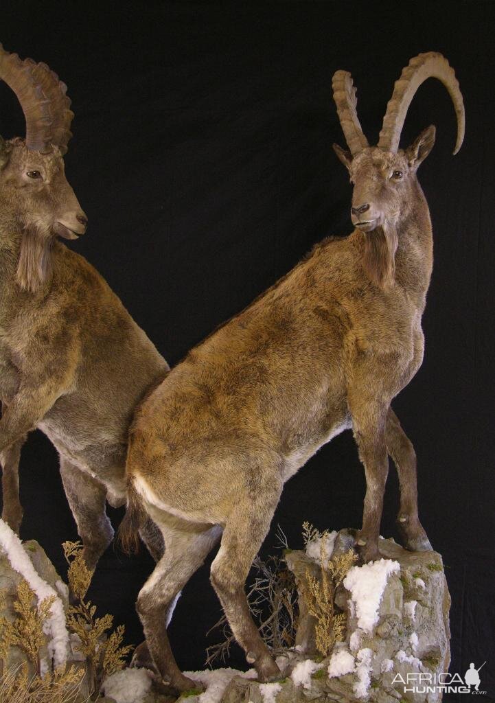 Full Mount Mid Asian Ibex Taxidermy