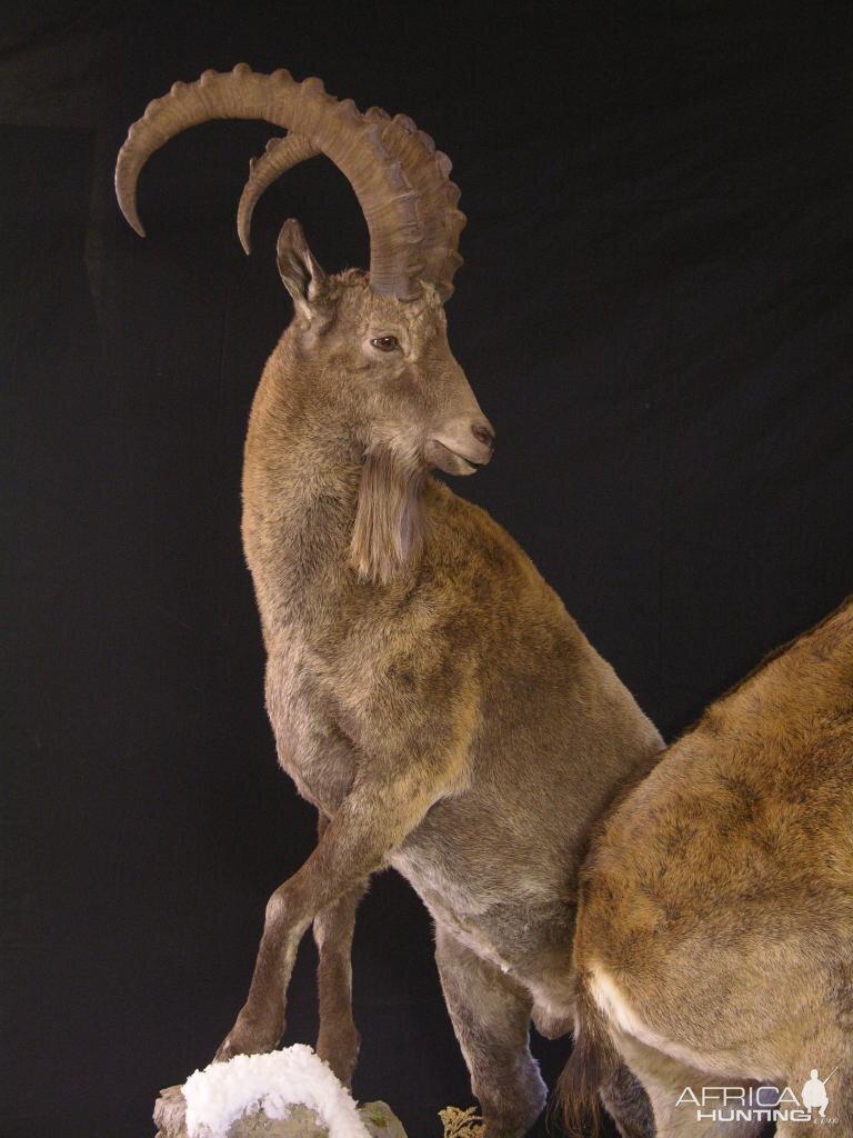 Full Mount Mid Asian Ibex Taxidermy