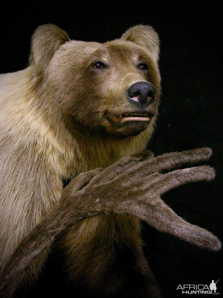 Full Mount Mountain Grizzly Taxidermy