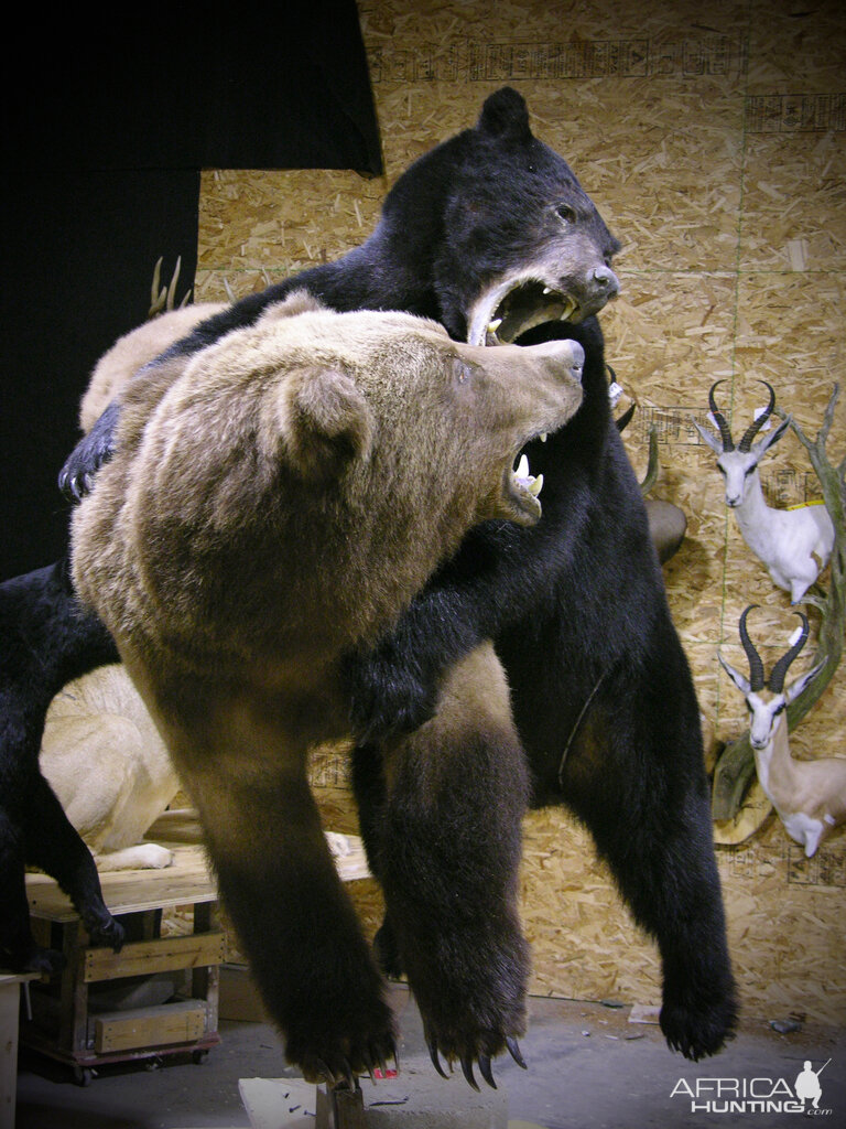 Full Mount Taxidermy Brown Bear & Black Bear