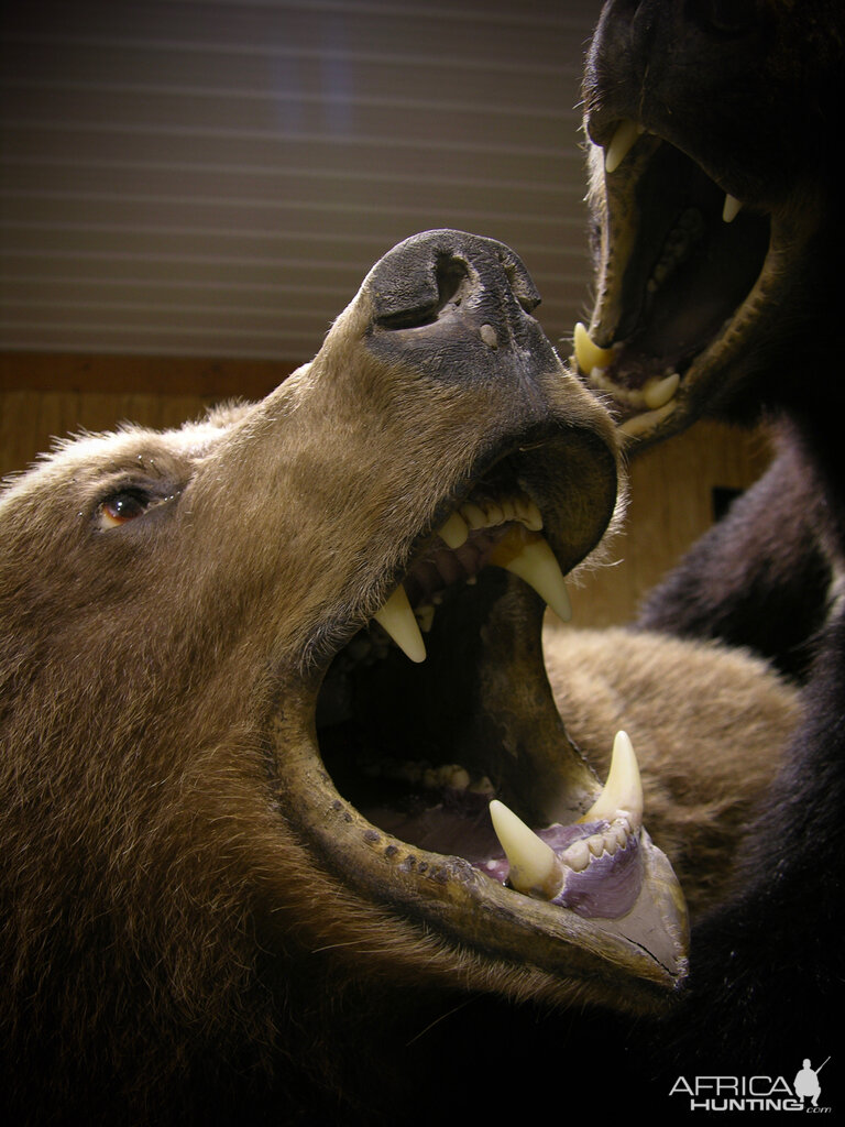 Full Mount Taxidermy Brown Bear & Black Bear