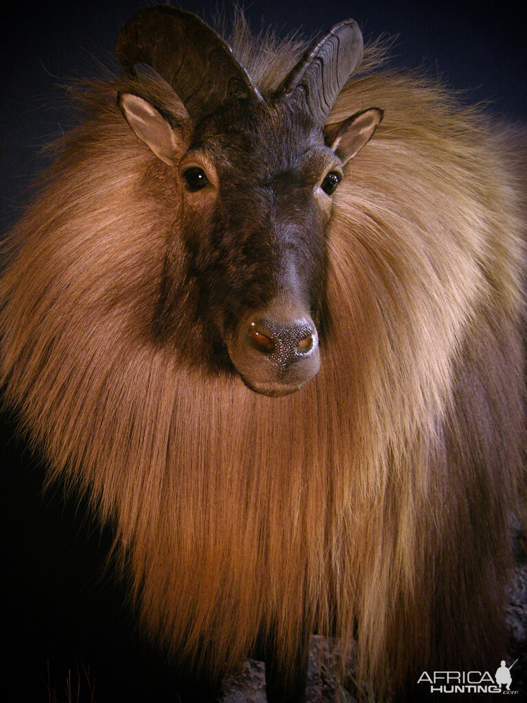 Full Mount Taxidermy Close Up New Zealand Tahr