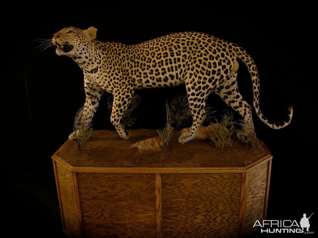 Full Mount Taxidermy Leopard