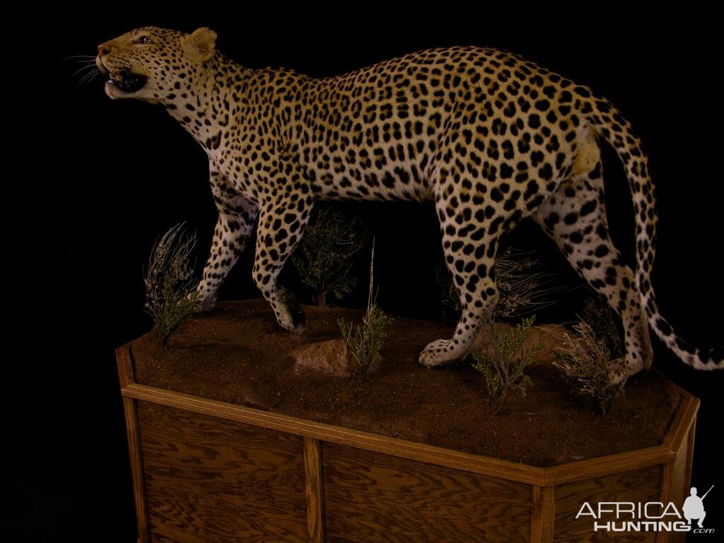Full Mount Taxidermy Leopard