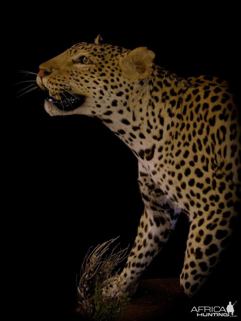 Full Mount Taxidermy Leopard